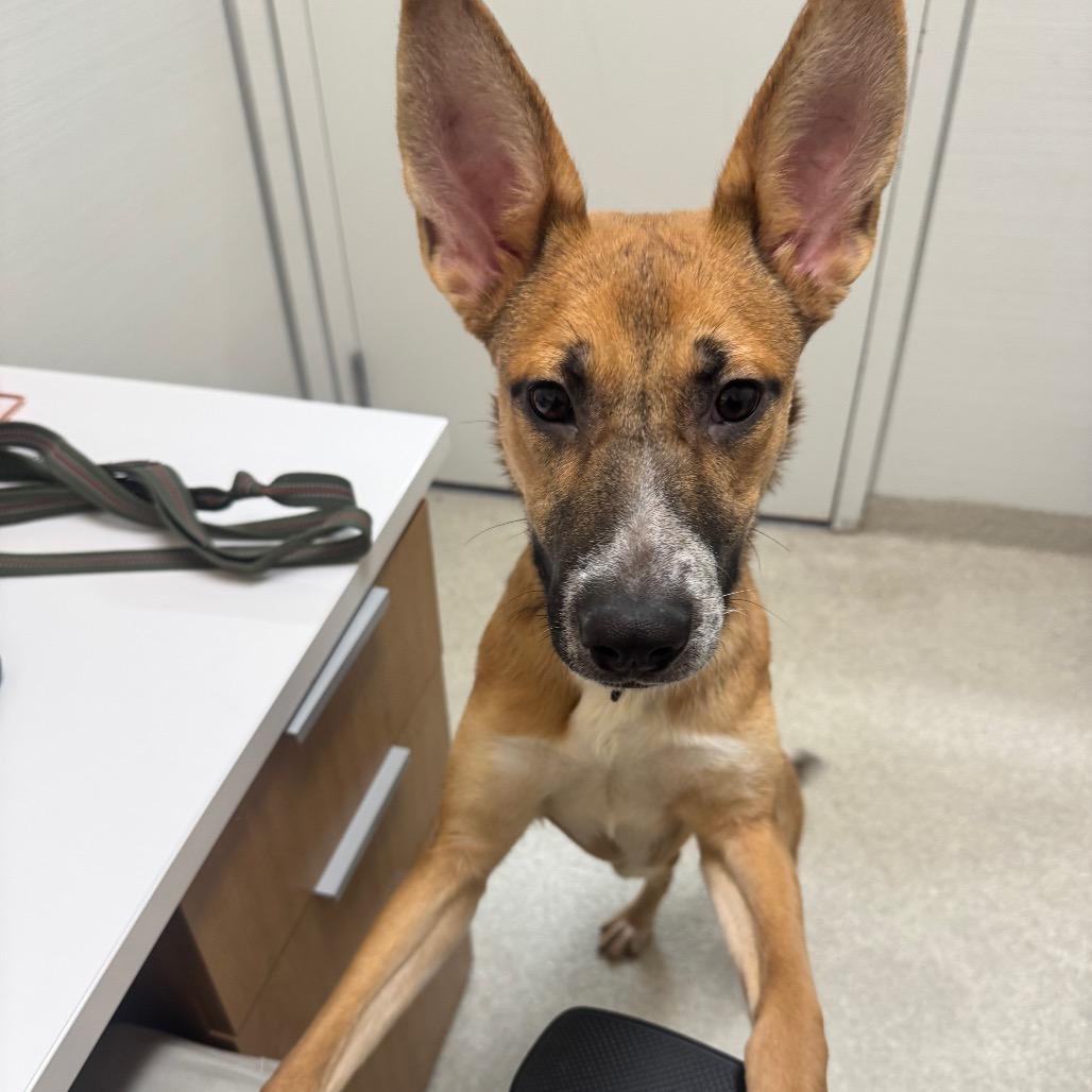 Enlarge Cindy, a Adoptable mixed breed in Novelty, OH image 5/6