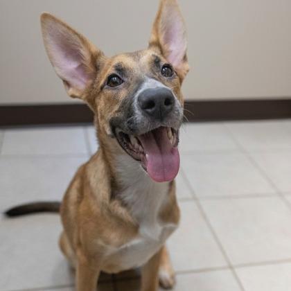 Enlarge Cindy, a Adoptable mixed breed in Novelty, OH image 6/6