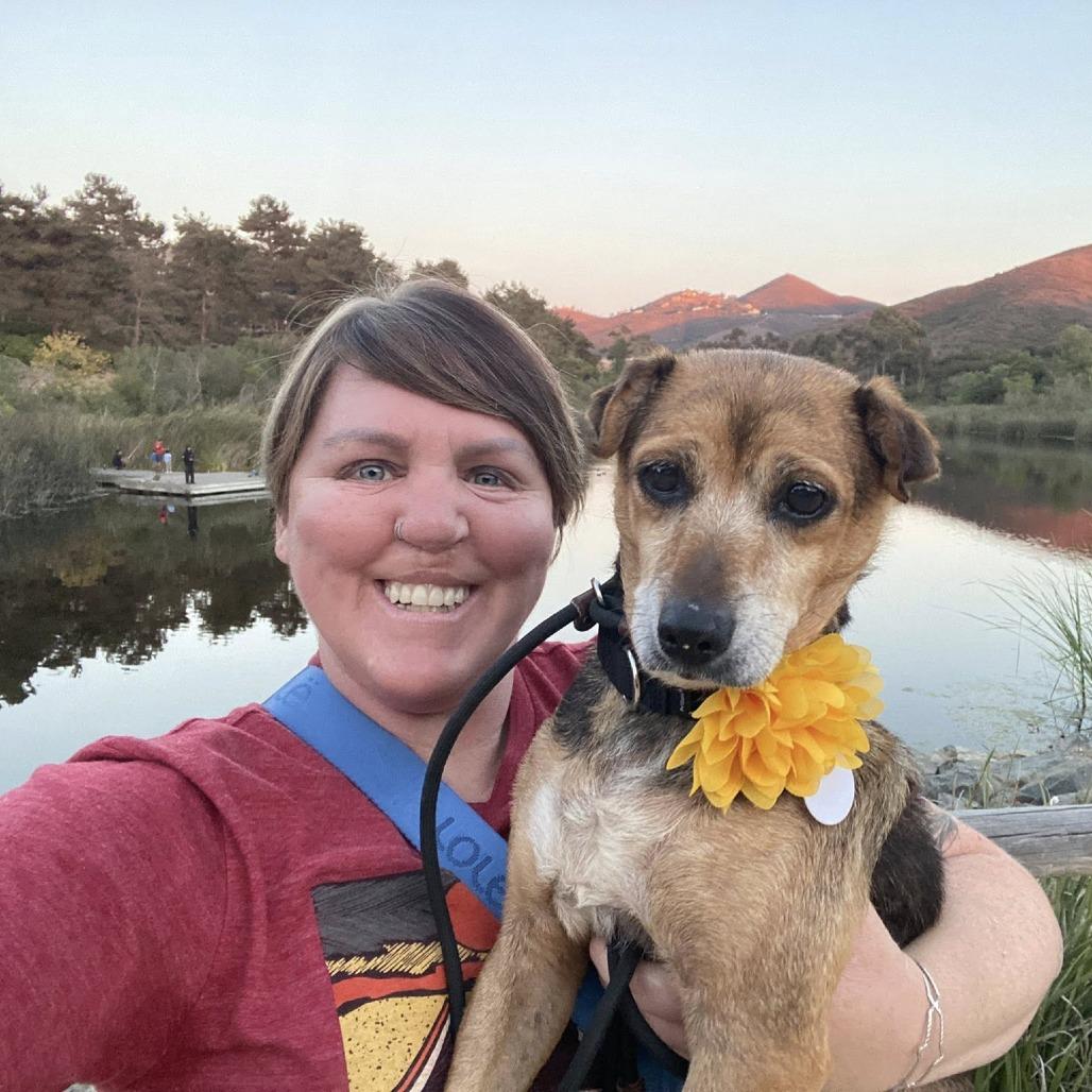 Pear, Adoptable, Senior Female Chihuahua.