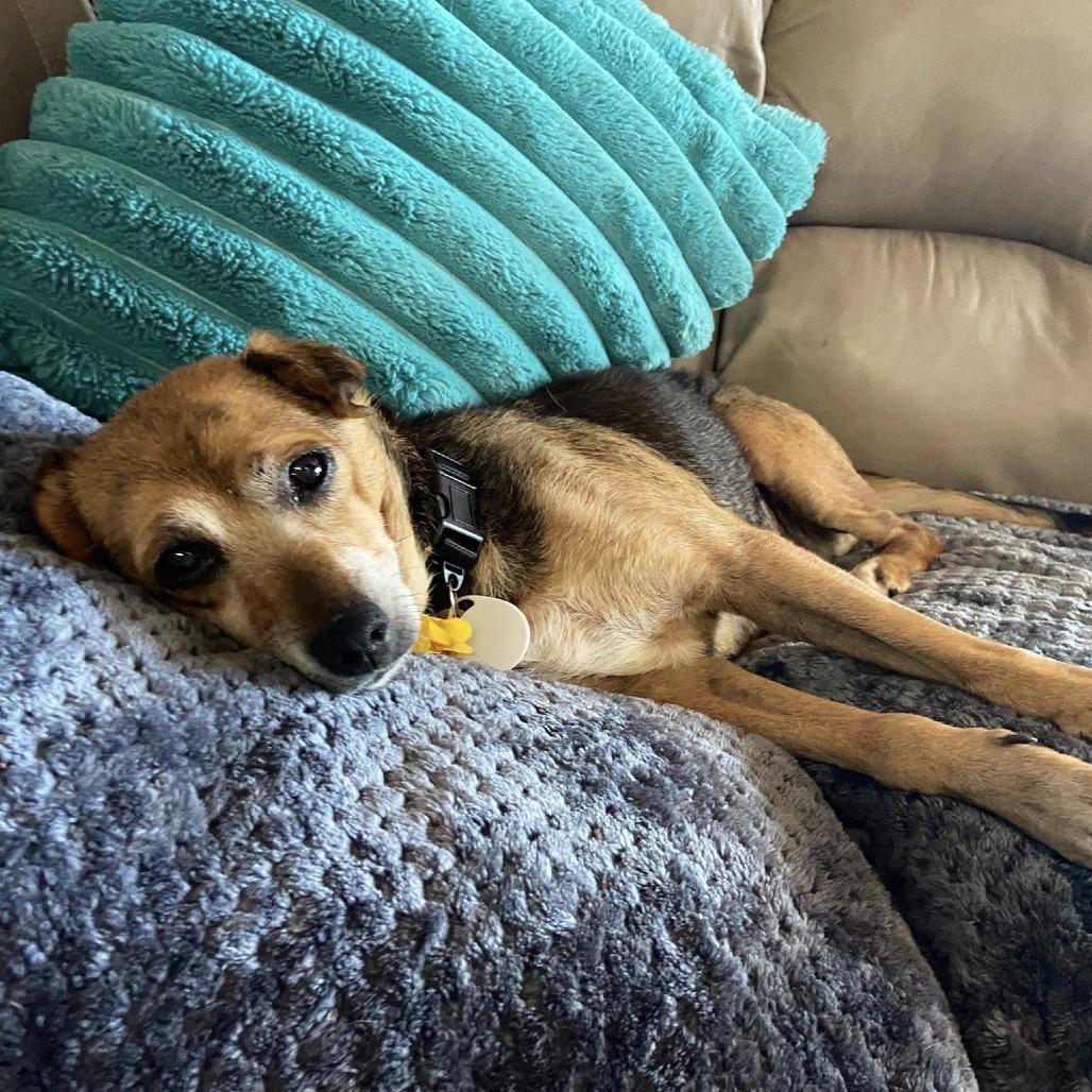 Enlarge Pear, a Adoptable Chihuahua in Silver Spring, MD image 2/6