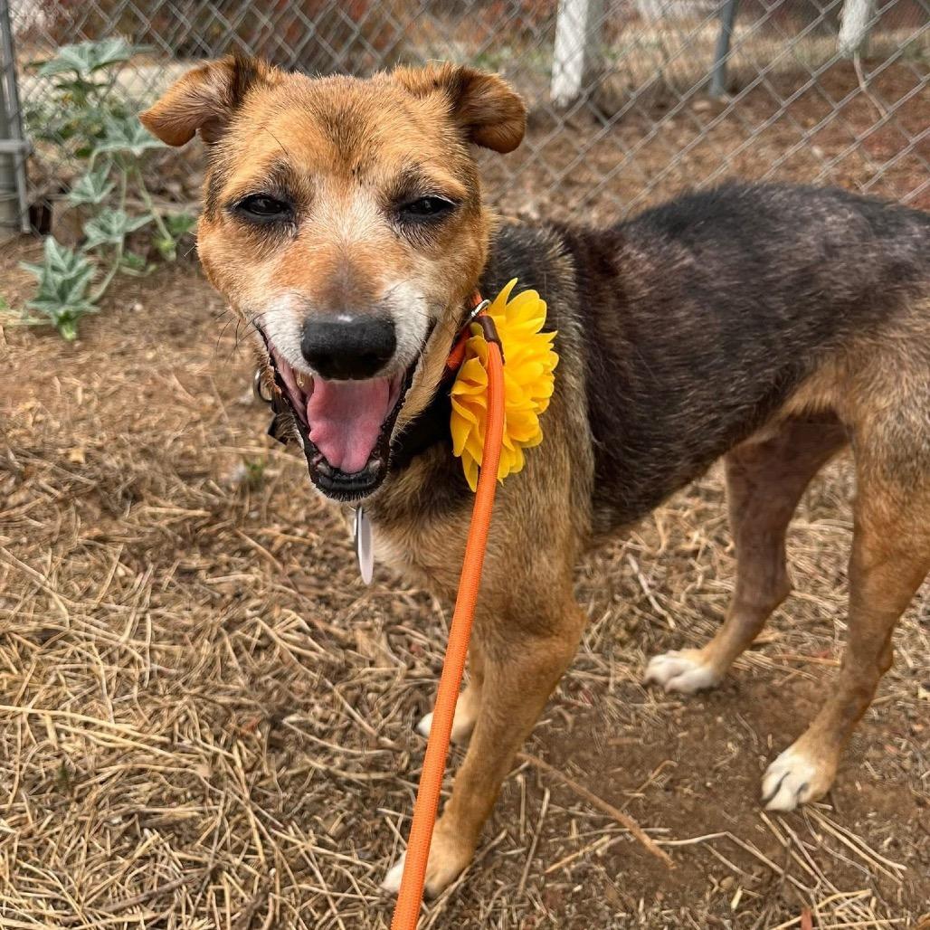Enlarge Pear, a Adoptable Chihuahua in Silver Spring, MD image 3/6