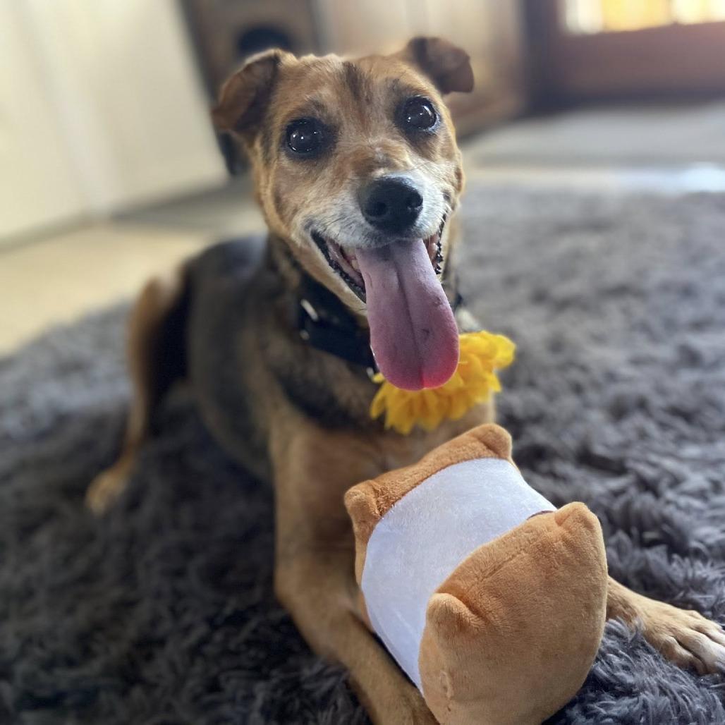 Enlarge Pear, a Adoptable Chihuahua in Silver Spring, MD image 4/6