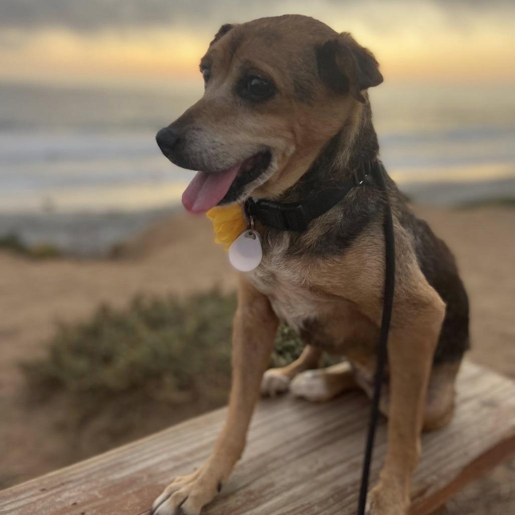 Enlarge Pear, a Adoptable Chihuahua in Silver Spring, MD image 5/6