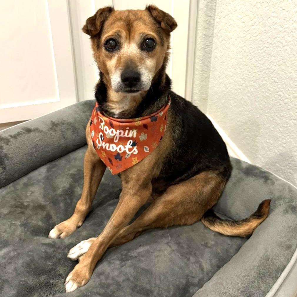 Enlarge Pear, a Adoptable Chihuahua in Silver Spring, MD image 6/6