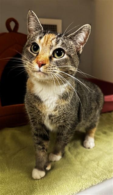 Enlarge MILAN, a Adoptable Domestic Short Hair in Statesville, NC image 1/1