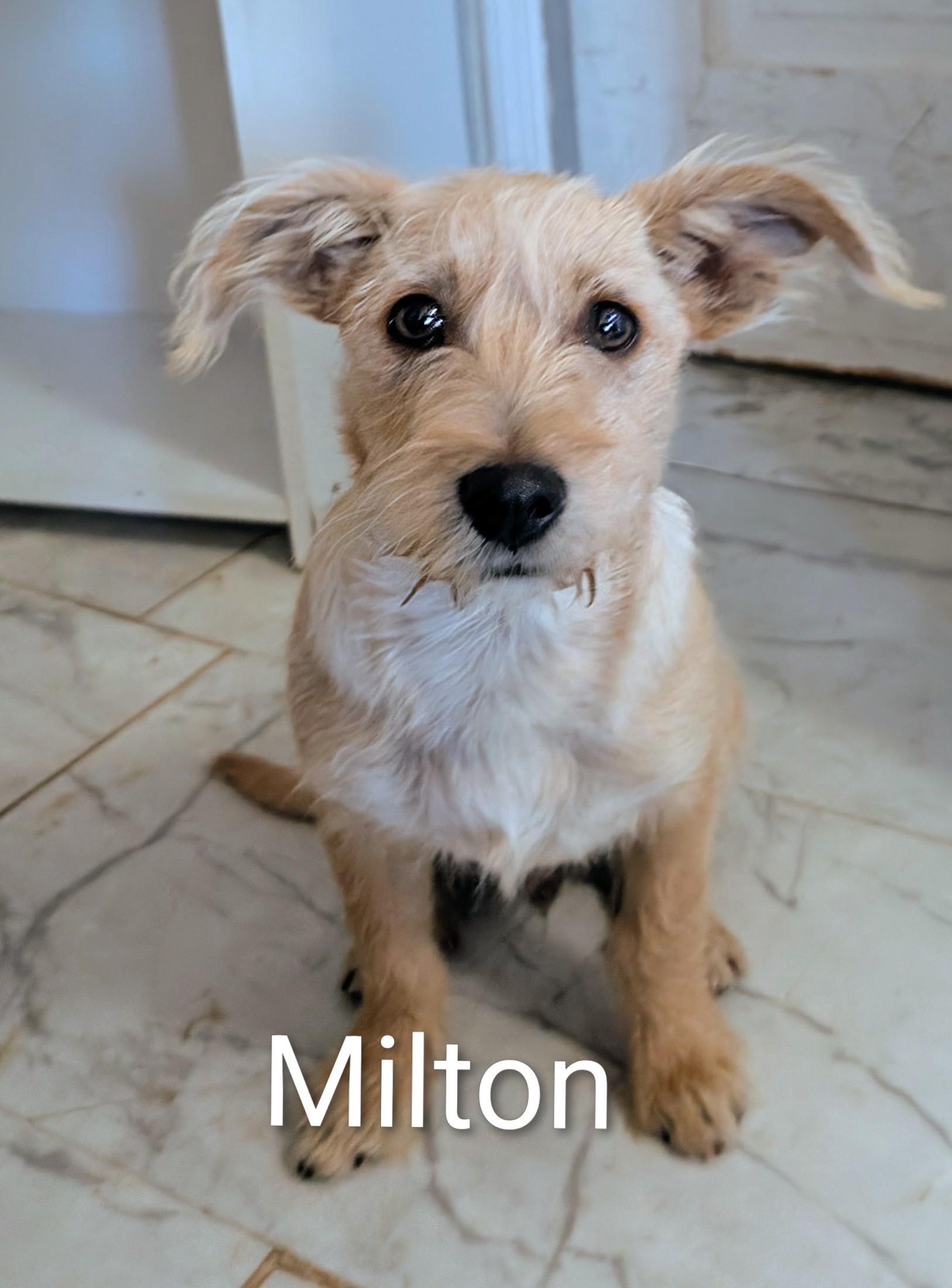 Enlarge Milton , a ADOPTABLE mixed breed in Saint David, AZ image 2/6