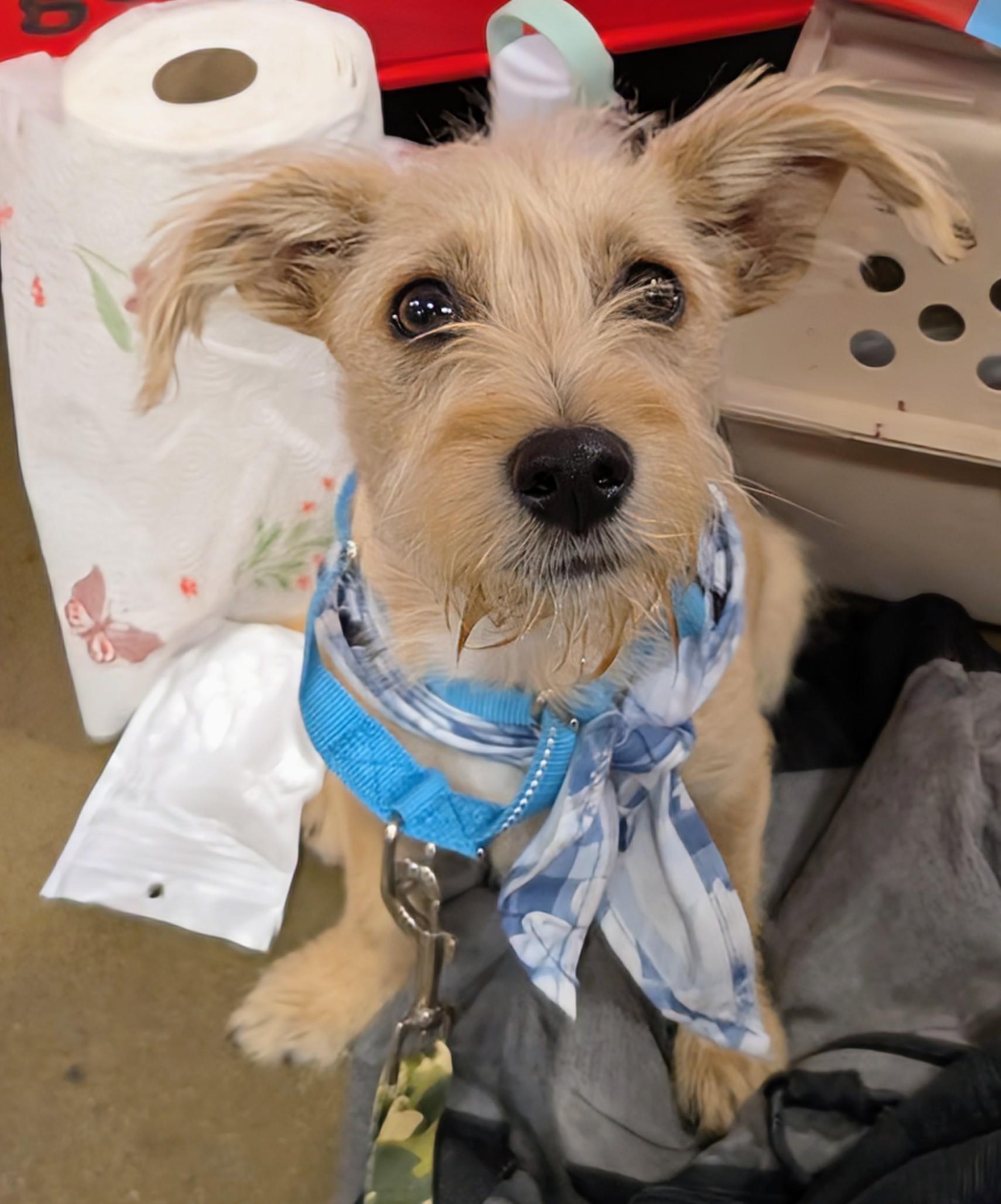 Enlarge Milton , a ADOPTABLE mixed breed in Saint David, AZ image 6/6