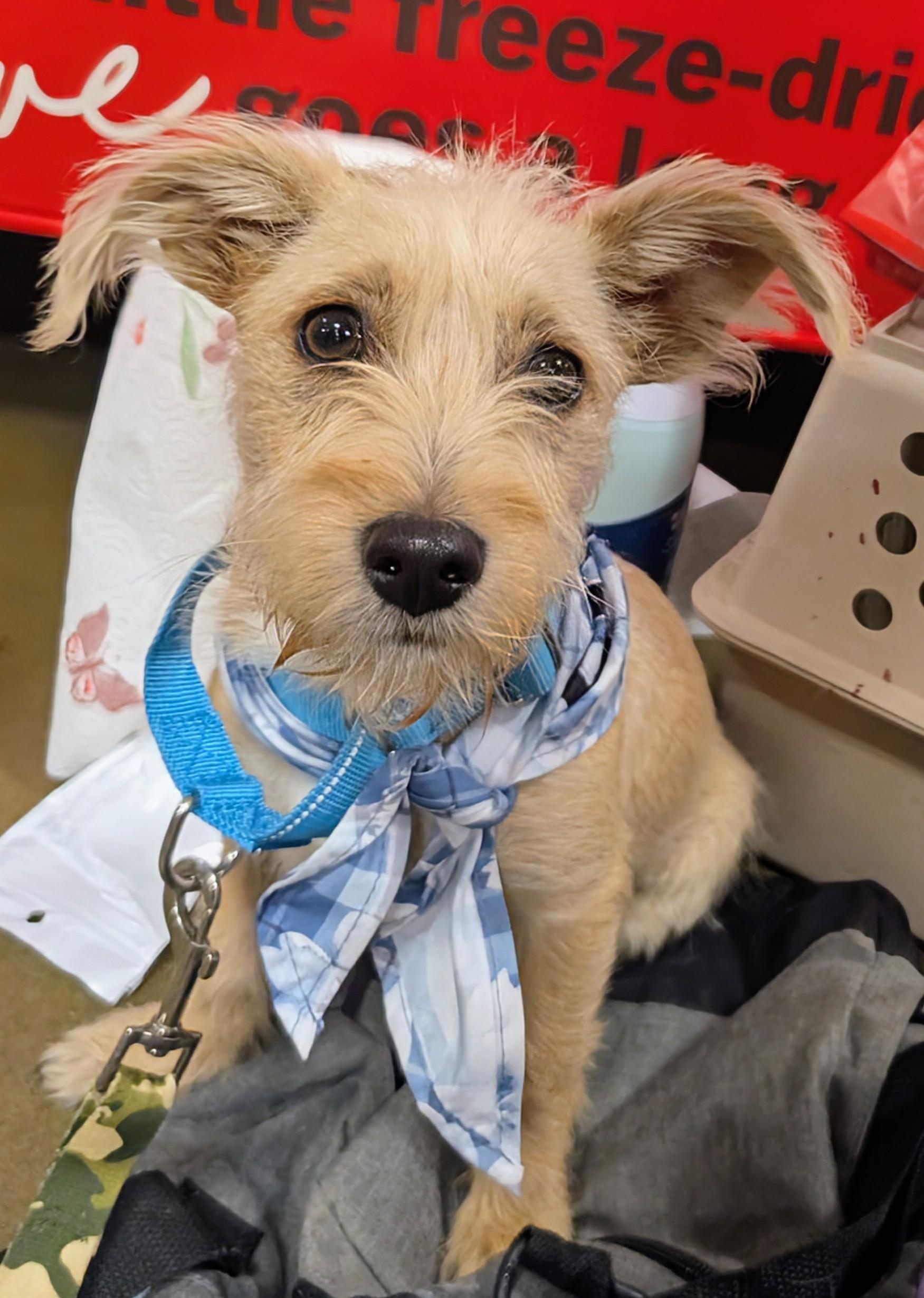 Enlarge Milton , a ADOPTABLE mixed breed in Saint David, AZ image 5/6