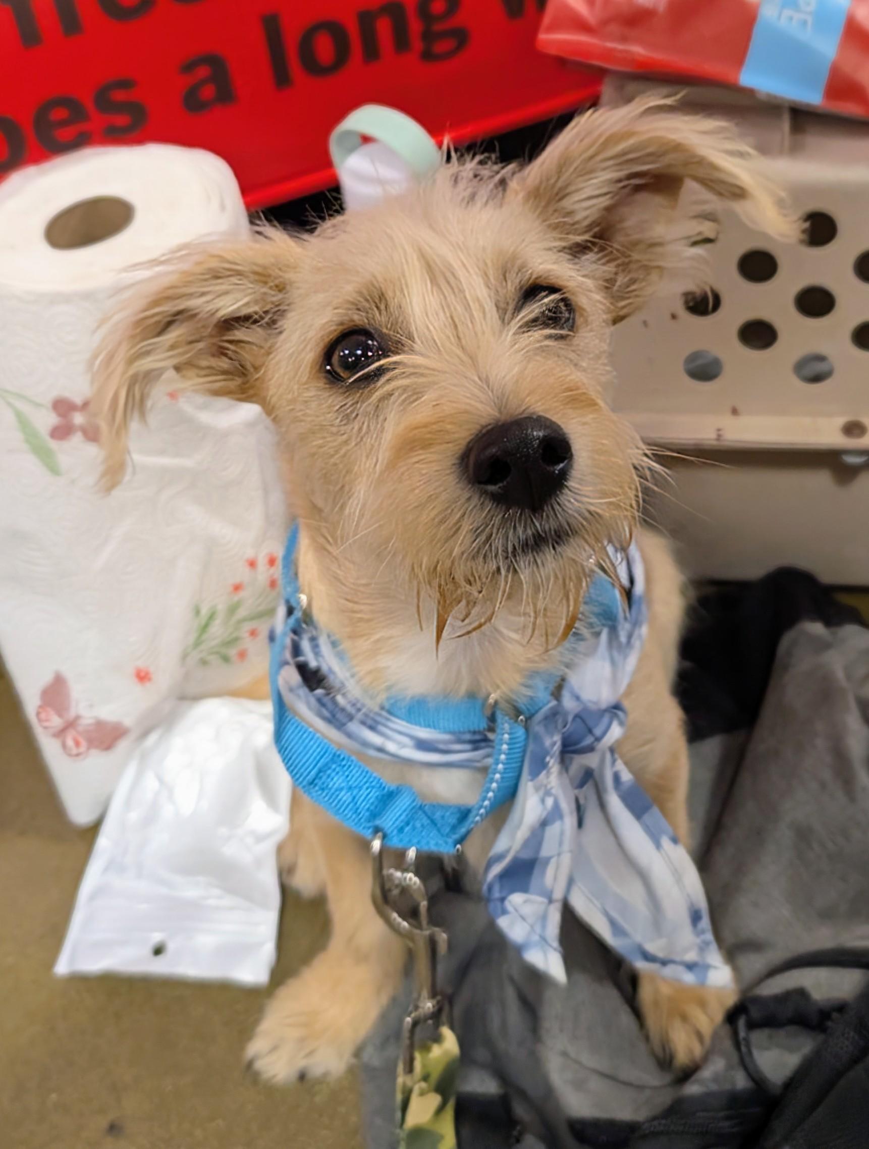 Enlarge Milton , a ADOPTABLE mixed breed in Saint David, AZ image 4/6