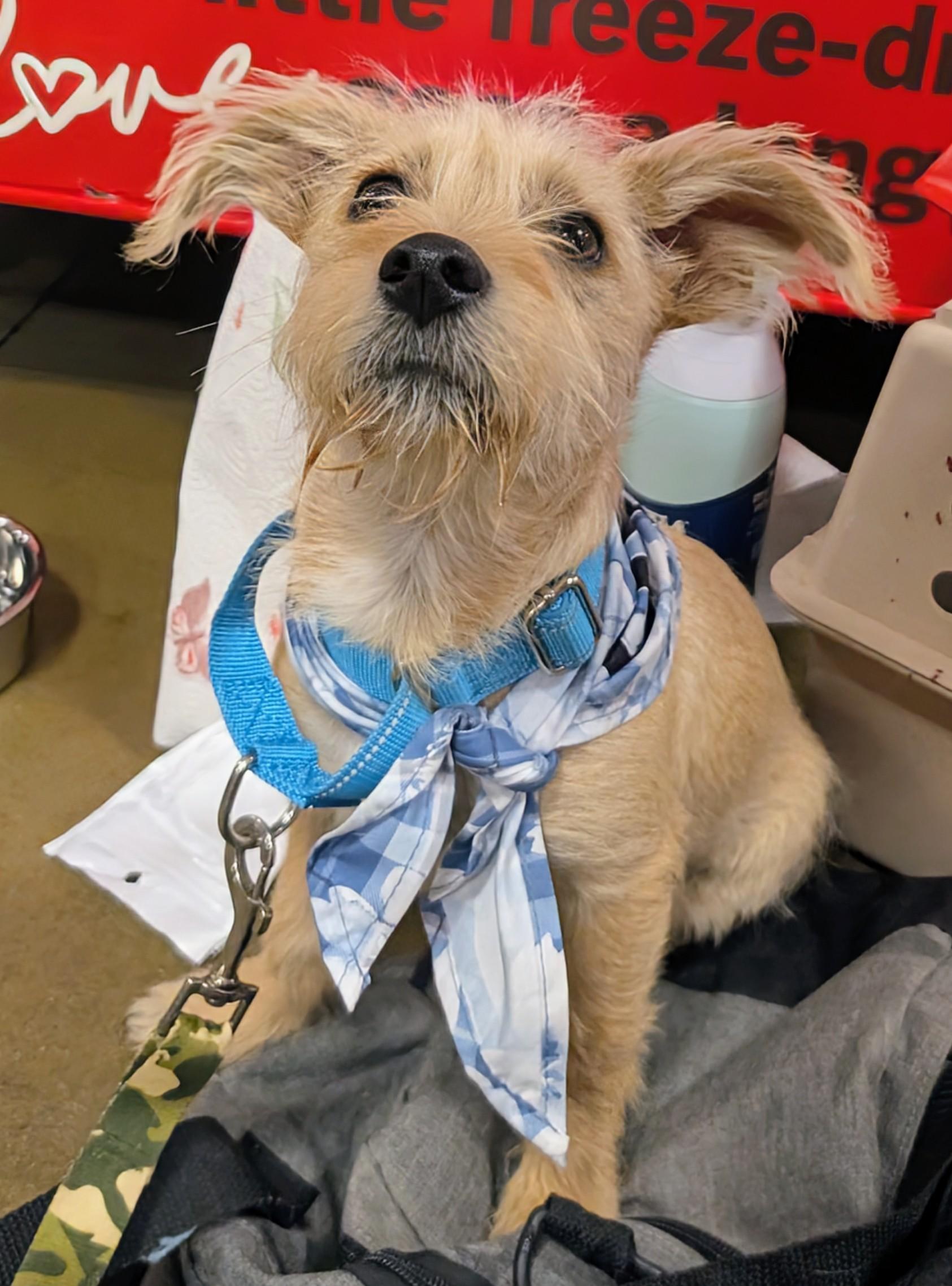 Enlarge Milton , a ADOPTABLE mixed breed in Saint David, AZ image 3/6