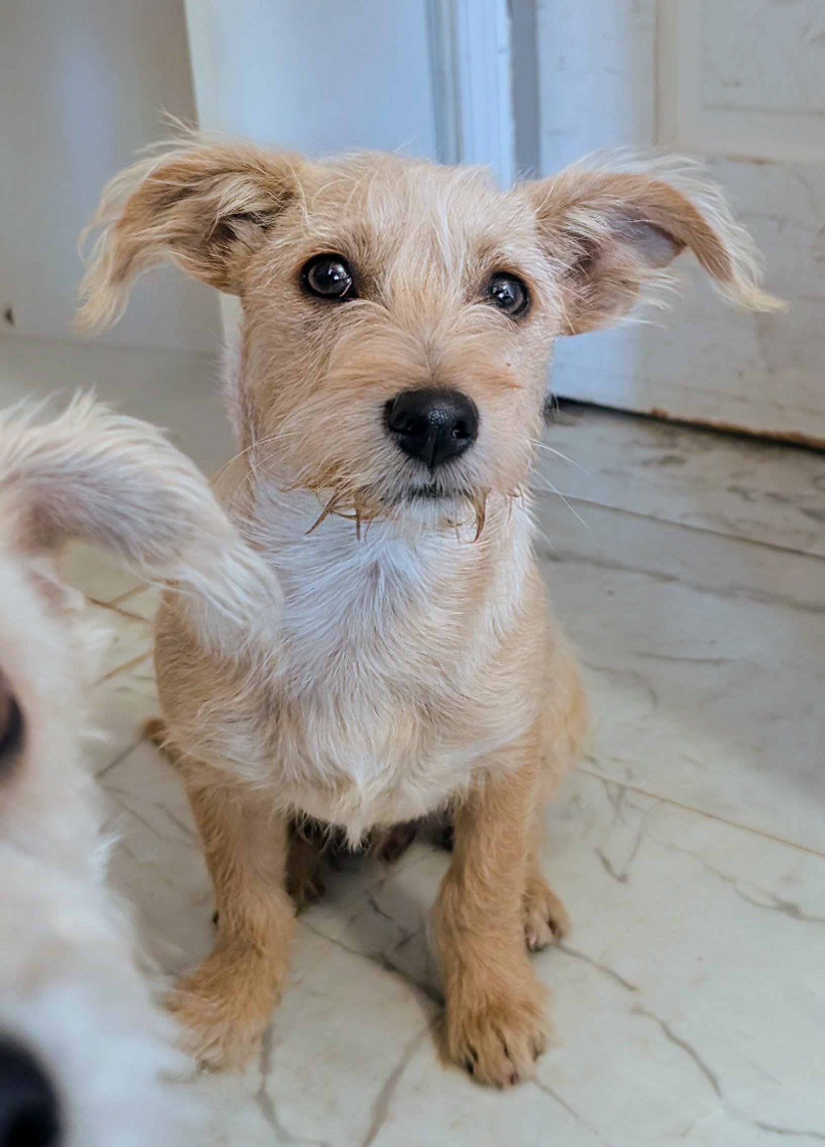 Milton , ADOPTABLE, Puppy Male West Highland White Terrier / Westie.