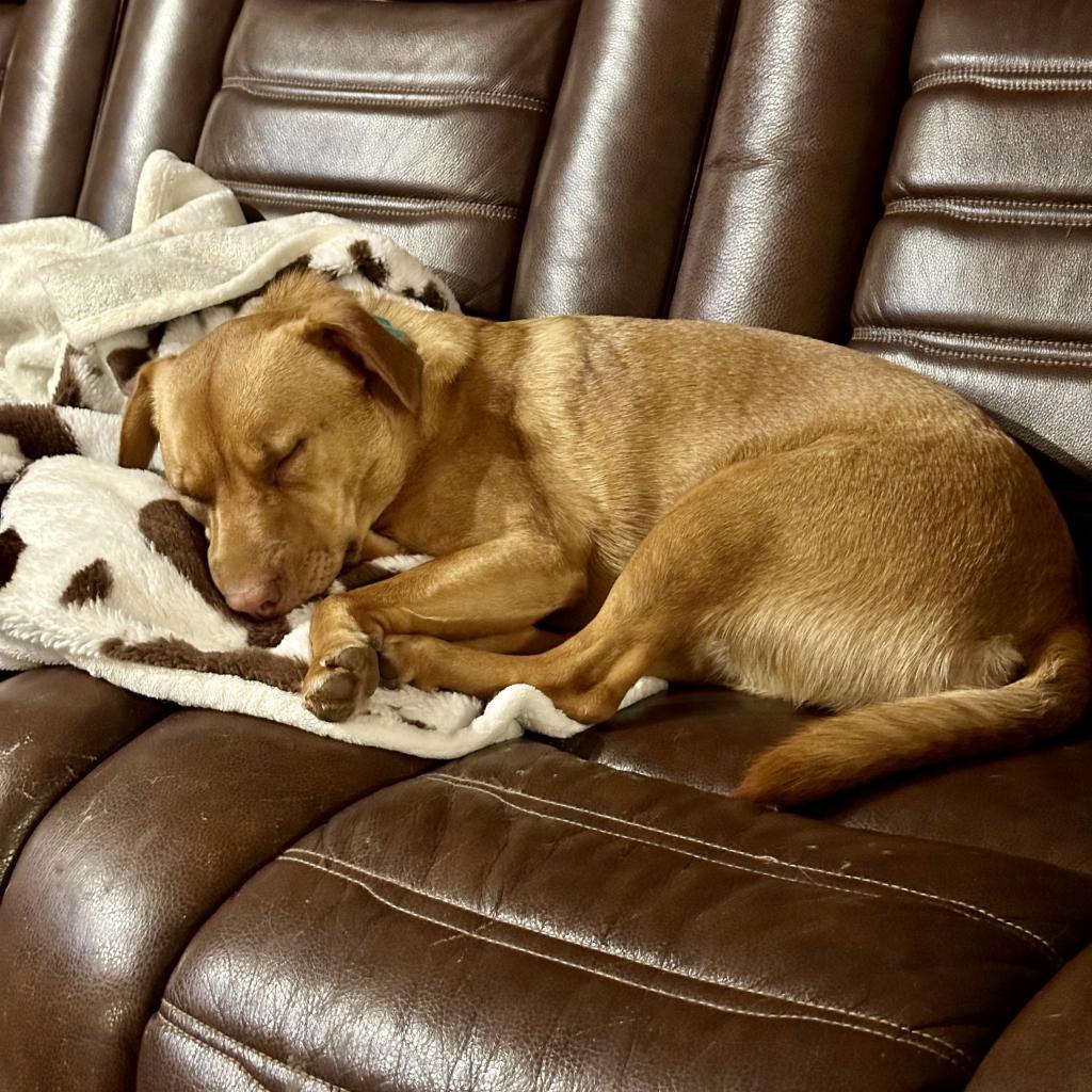 Harley, a Adoptable mixed breed in St. Charles, MO image 3/6