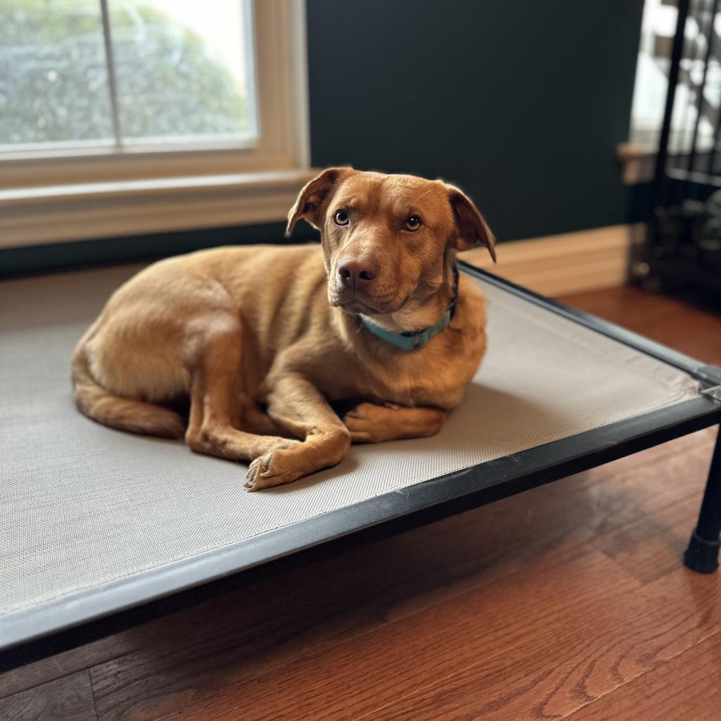 Harley, a Adoptable mixed breed in St. Charles, MO image 5/6