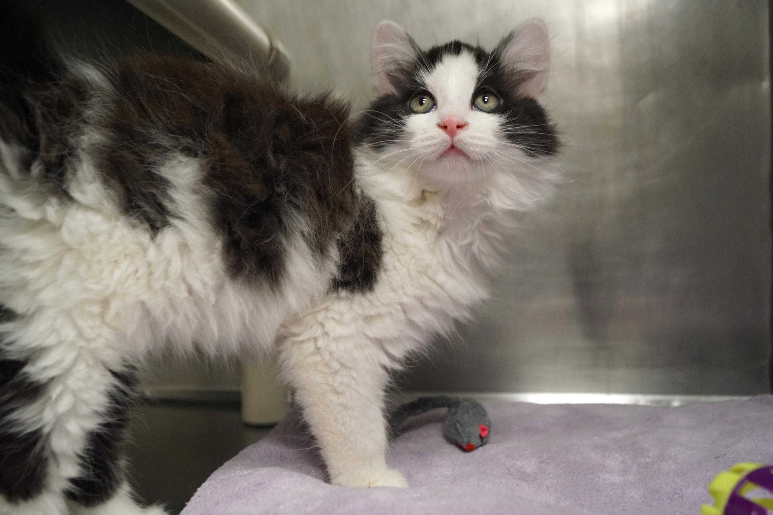 Enlarge La Di Da Di - Kitten 3, an adopted Calico in New Milford, CT image 3/6