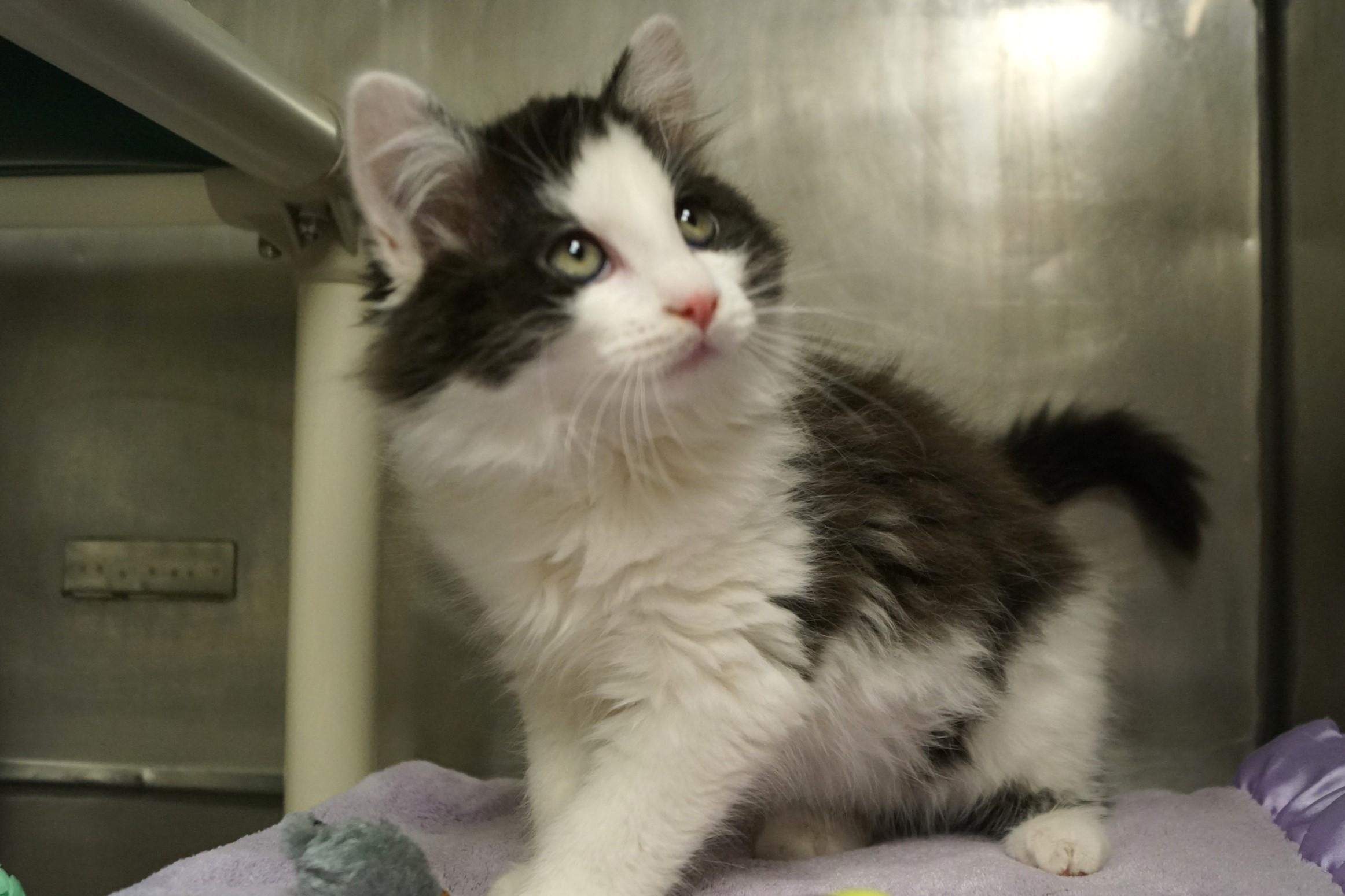 Enlarge La Di Da Di - Kitten 3, an adopted Calico in New Milford, CT image 4/6