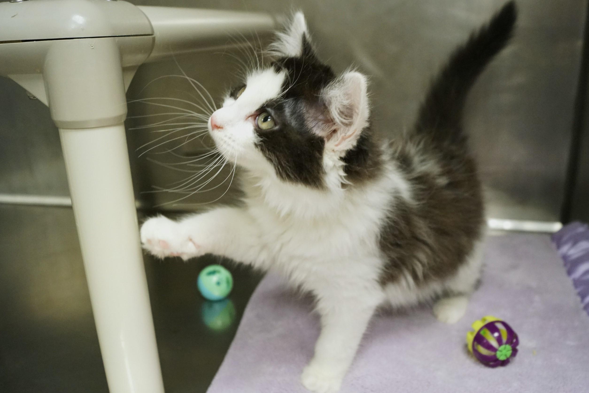 Enlarge La Di Da Di - Kitten 3, an adopted Calico in New Milford, CT image 6/6