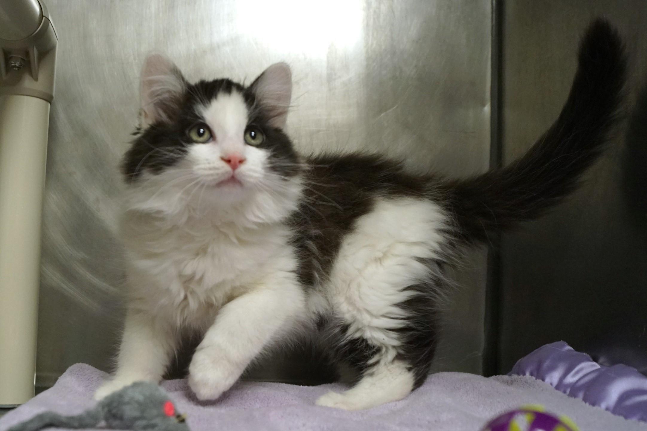 Enlarge La Di Da Di - Kitten 3, an adopted Calico in New Milford, CT image 5/6