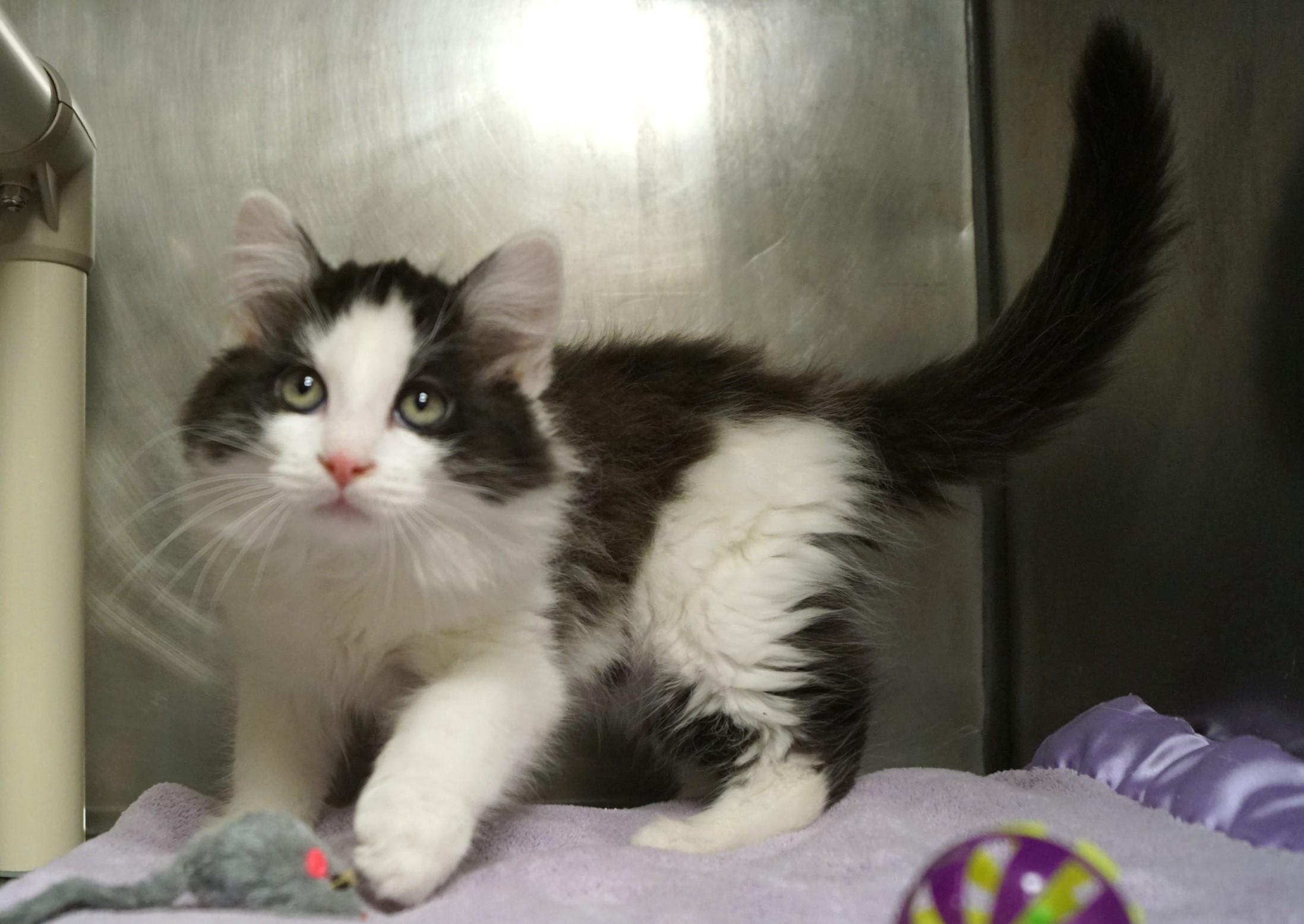 Enlarge La Di Da Di - Kitten 3, an adopted Calico in New Milford, CT image 2/6