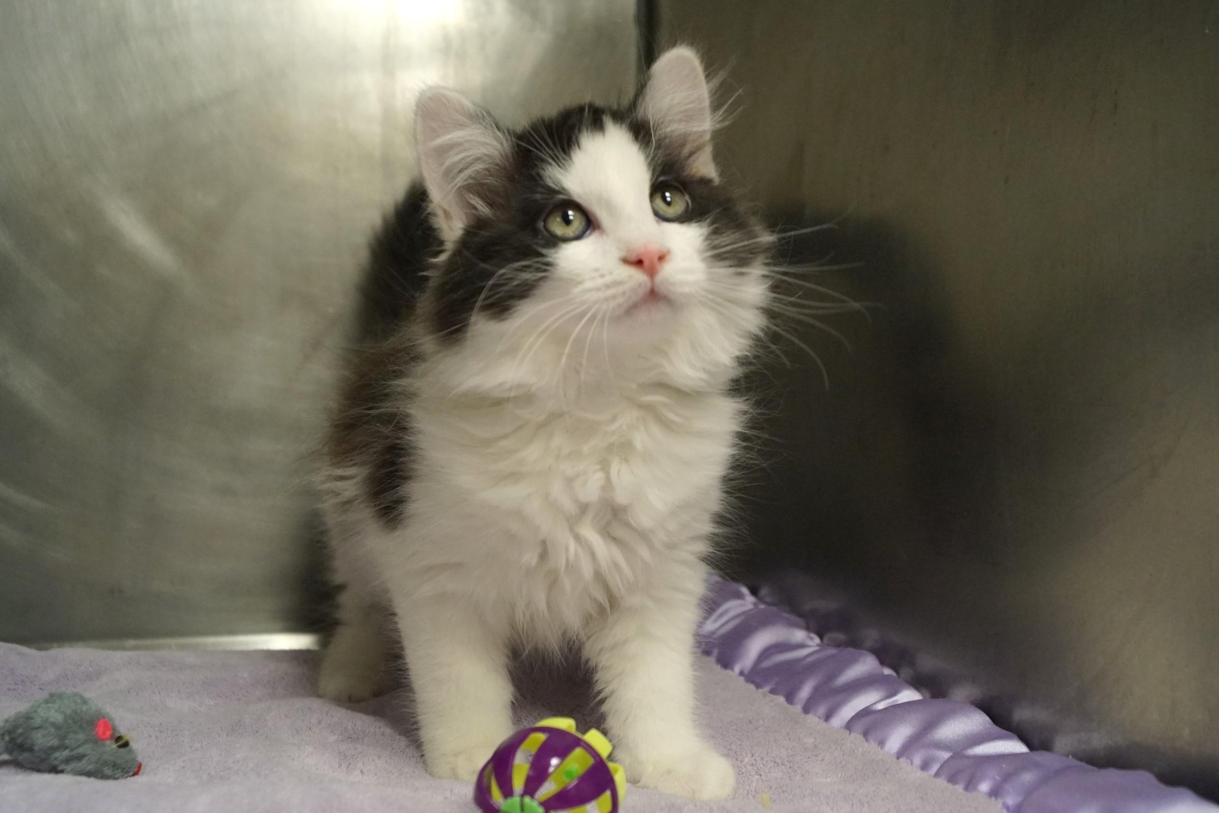 Enlarge La Di Da Di - Kitten 3, an adopted Calico in New Milford, CT image 1/6