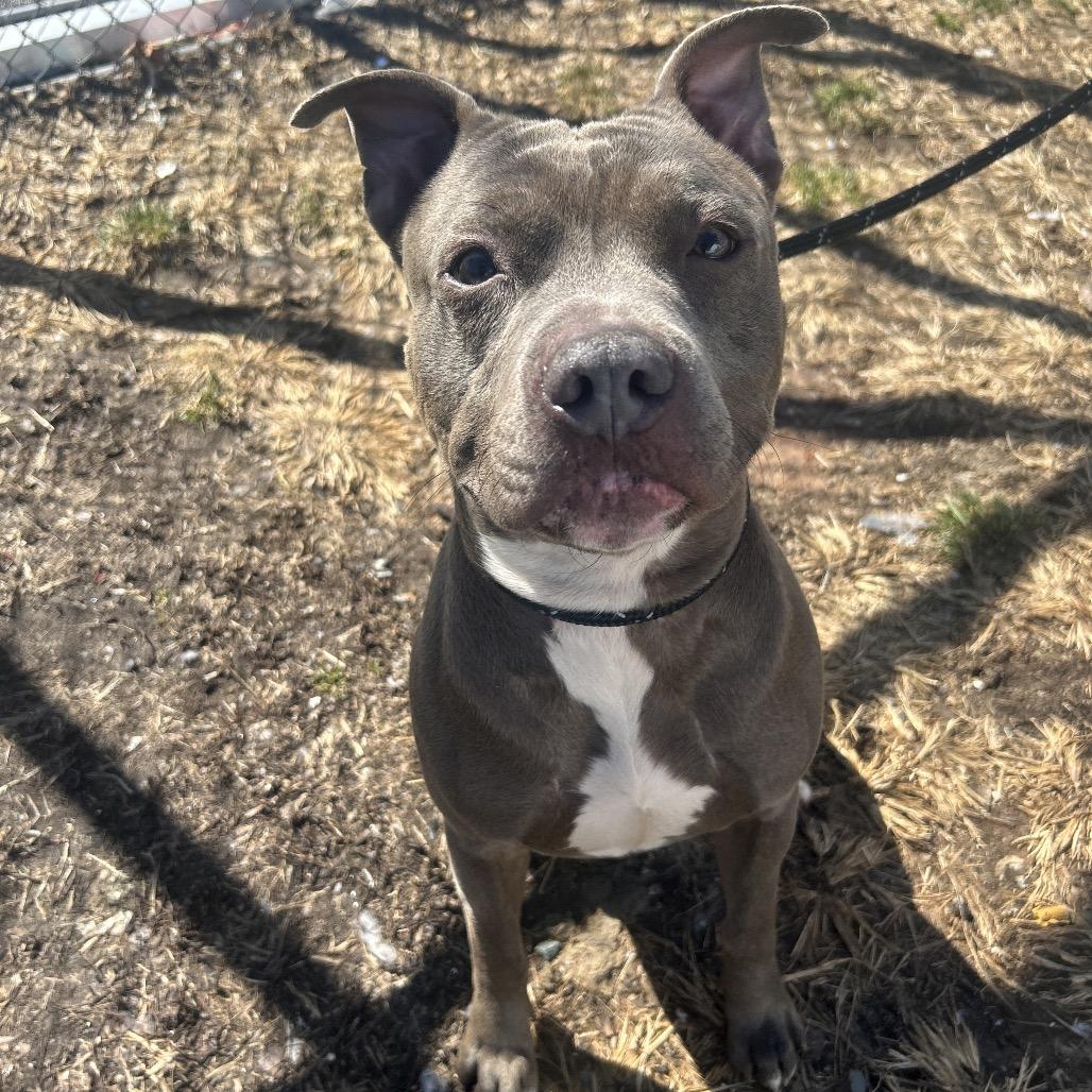 Raffaele, Adoptable, Adult Male Pit Bull Terrier.