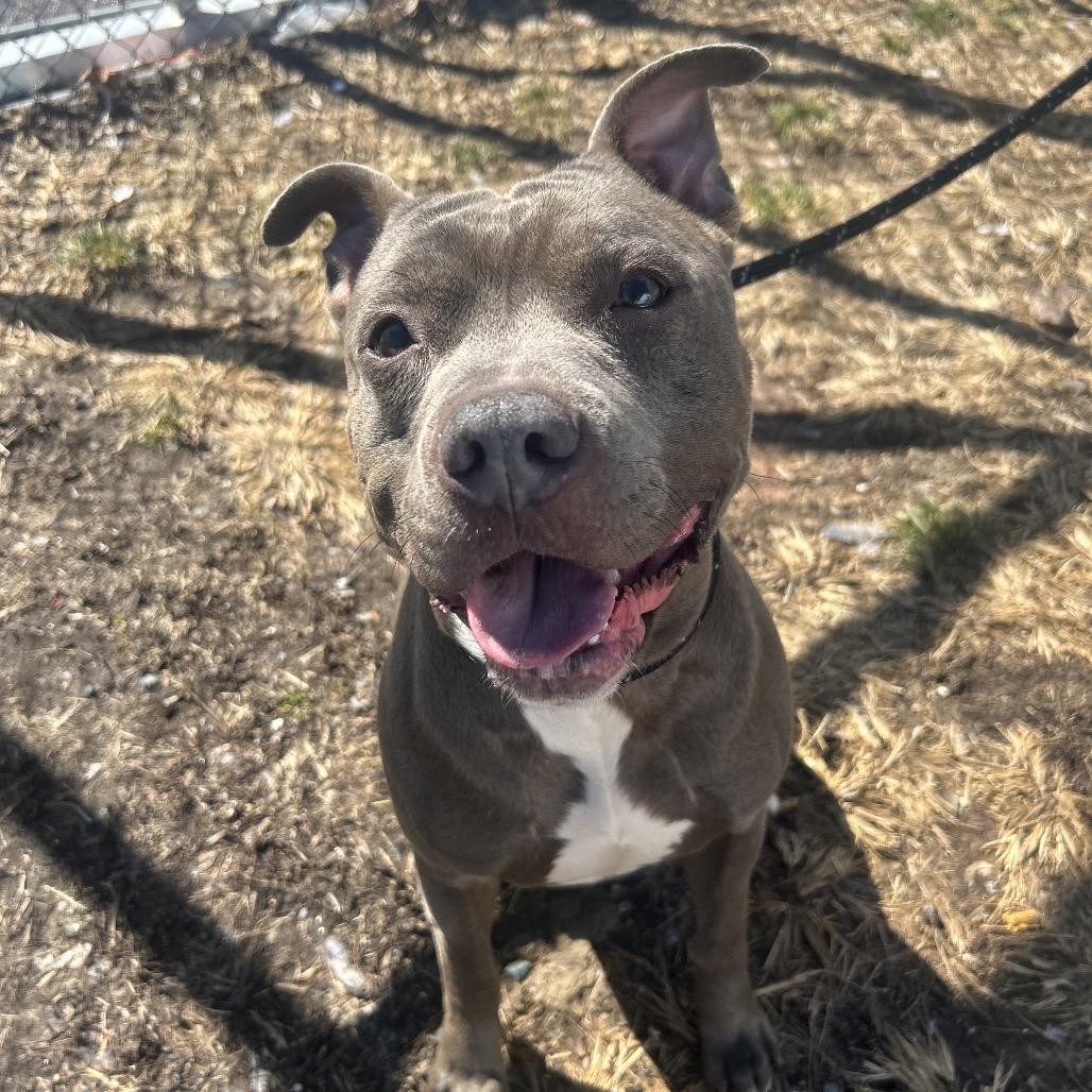 Raffaele, a Adoptable Pit Bull Terrier in Newark, NJ image 2/6