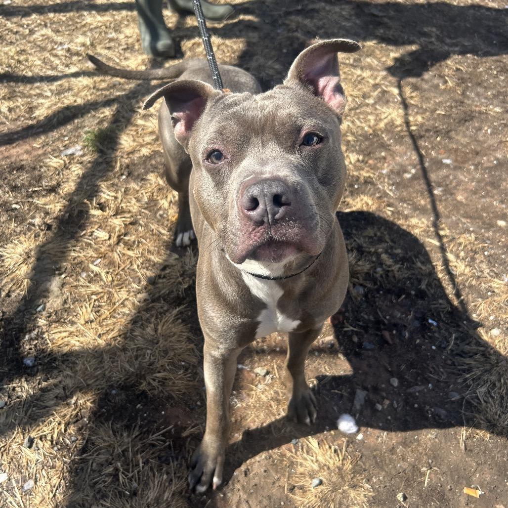 Raffaele, a Adoptable Pit Bull Terrier in Newark, NJ image 3/6