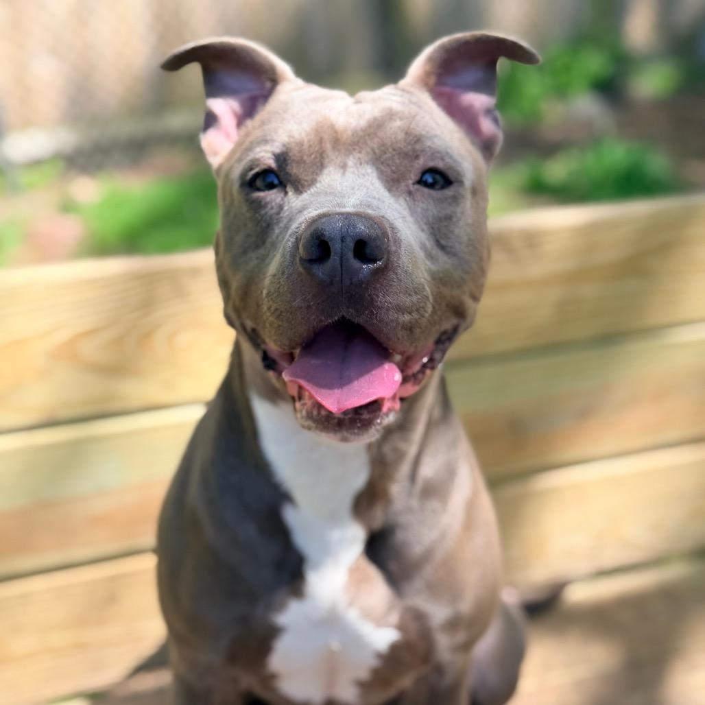 Raffaele, a Adoptable Pit Bull Terrier in Newark, NJ image 4/6