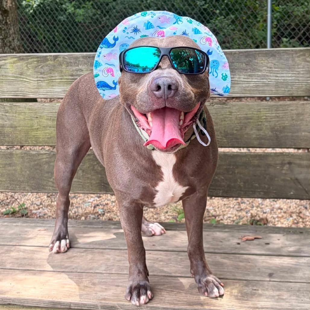 Raffaele, a Adoptable Pit Bull Terrier in Newark, NJ image 4/6