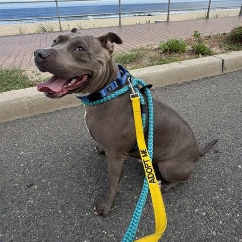 Enlarge Raffaele, a Adoptable Pit Bull Terrier in Newark, NJ image 4/6