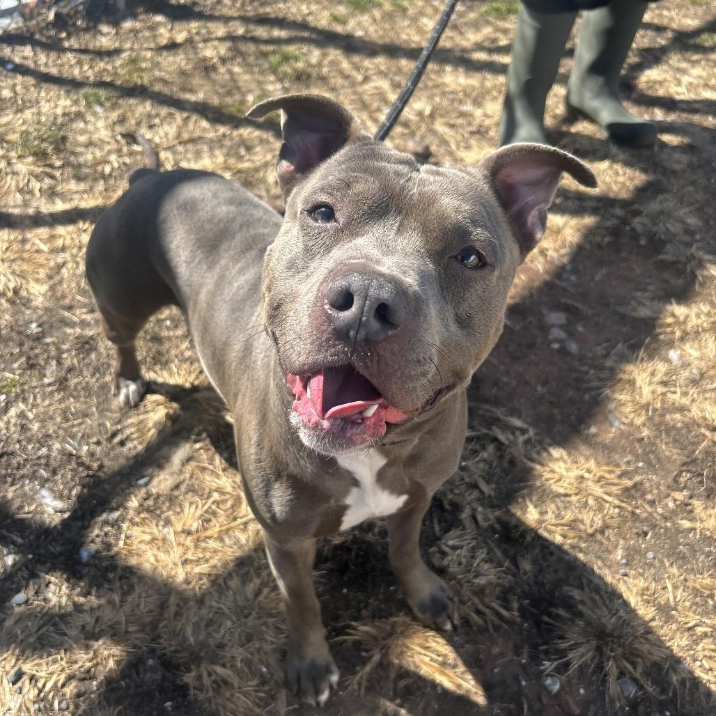 Raffaele, a Adoptable Pit Bull Terrier in Newark, NJ image 5/6