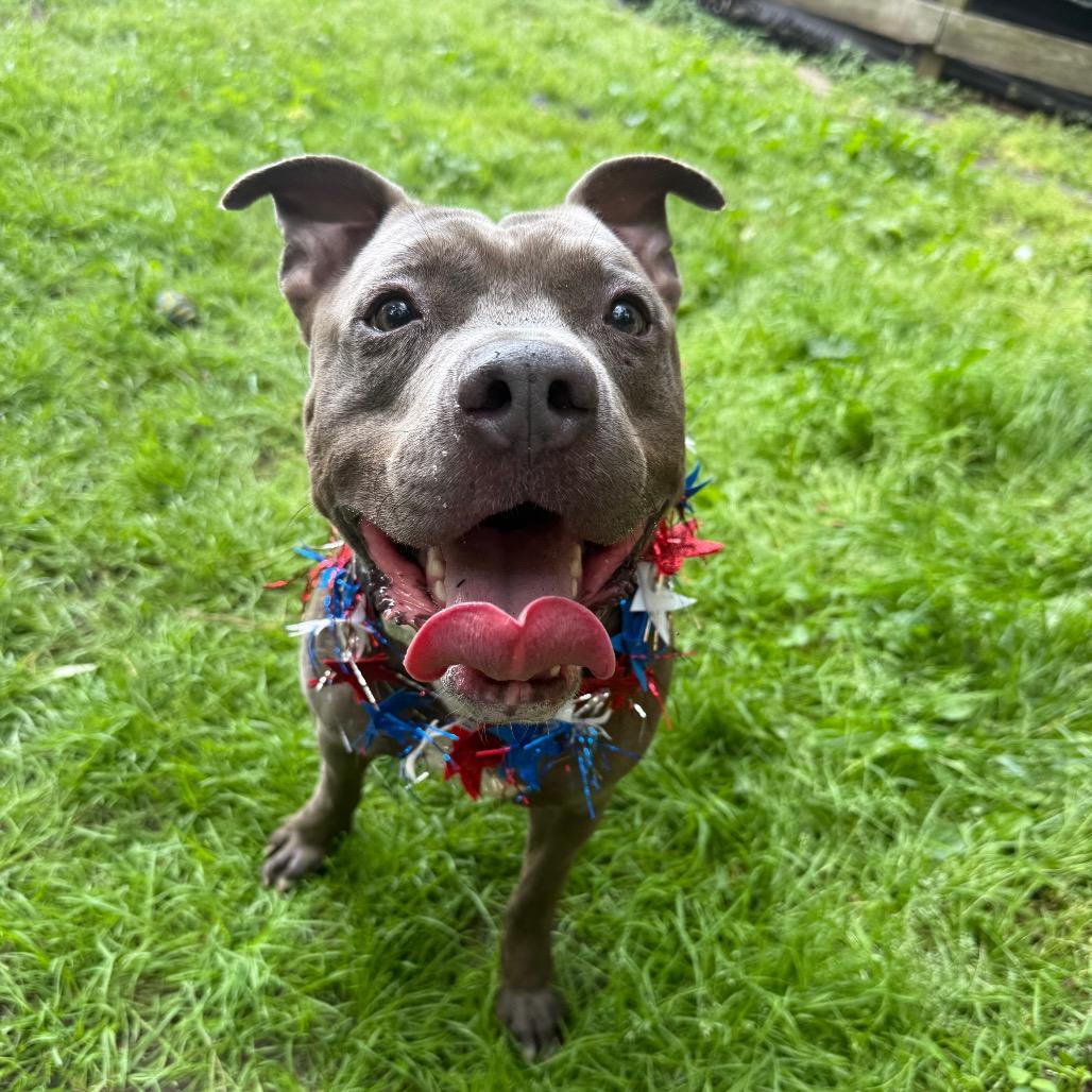 Raffaele, a Adoptable Pit Bull Terrier in Newark, NJ image 5/6
