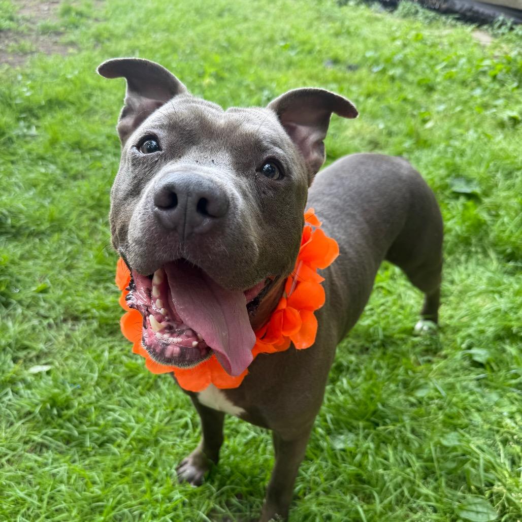 Raffaele, a Adoptable Pit Bull Terrier in Newark, NJ image 5/6