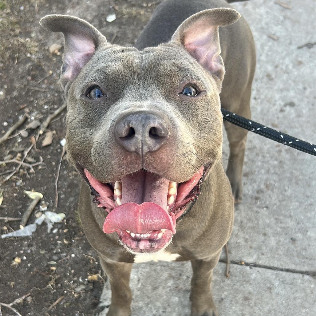 Raffaele, a Adoptable Pit Bull Terrier in Newark, NJ image 6/6