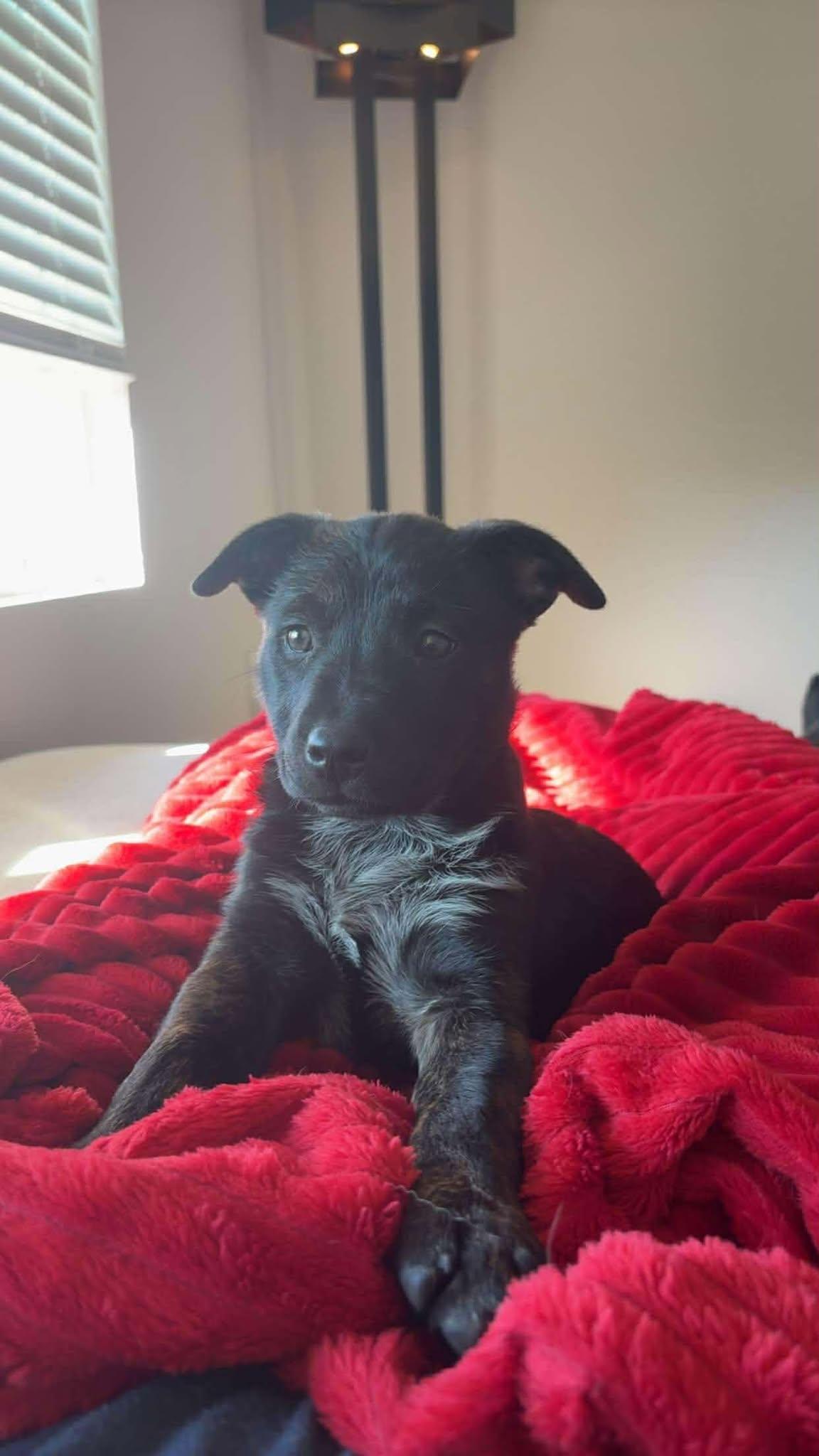 Bear — thumbnail 2