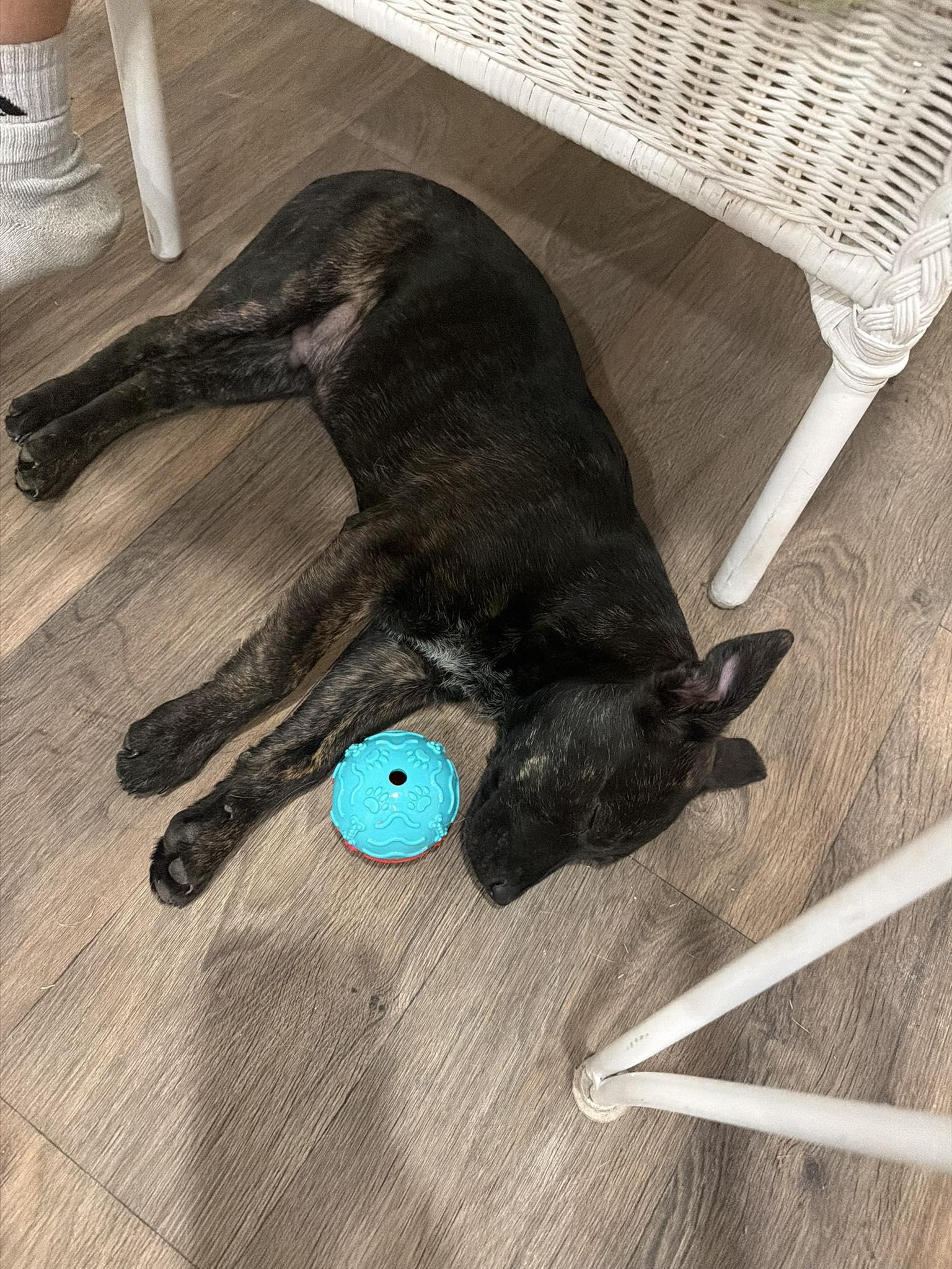 Bear — thumbnail 3