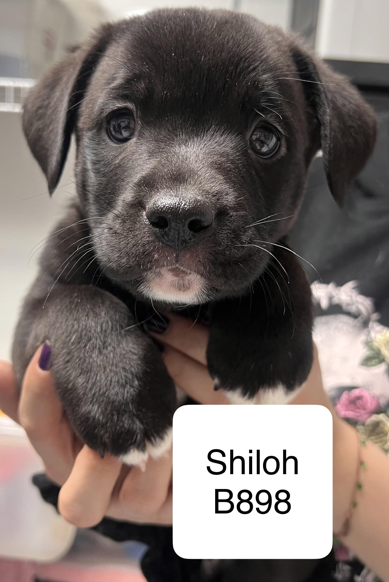 Shiloh, adopted, Puppy Male Wirehaired Terrier & Labrador Retriever.