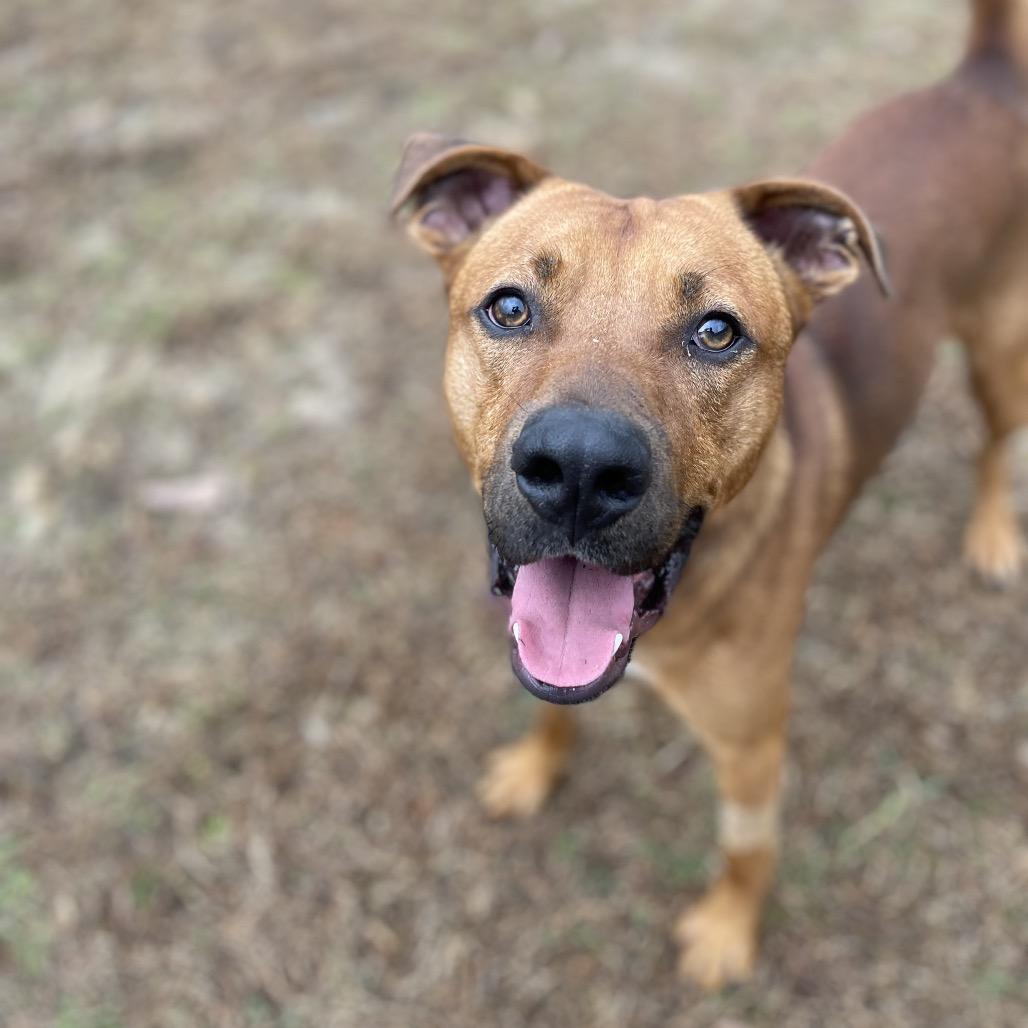 Chance, Adoptable, Adult Male Mixed Breed.