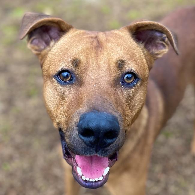 Enlarge Chance, a Adoptable Mixed Breed in Blairsville, GA image 3/6