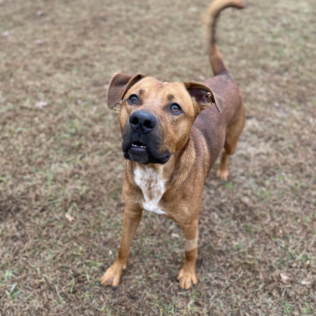 Enlarge Chance, a Adoptable Mixed Breed in Blairsville, GA image 4/6