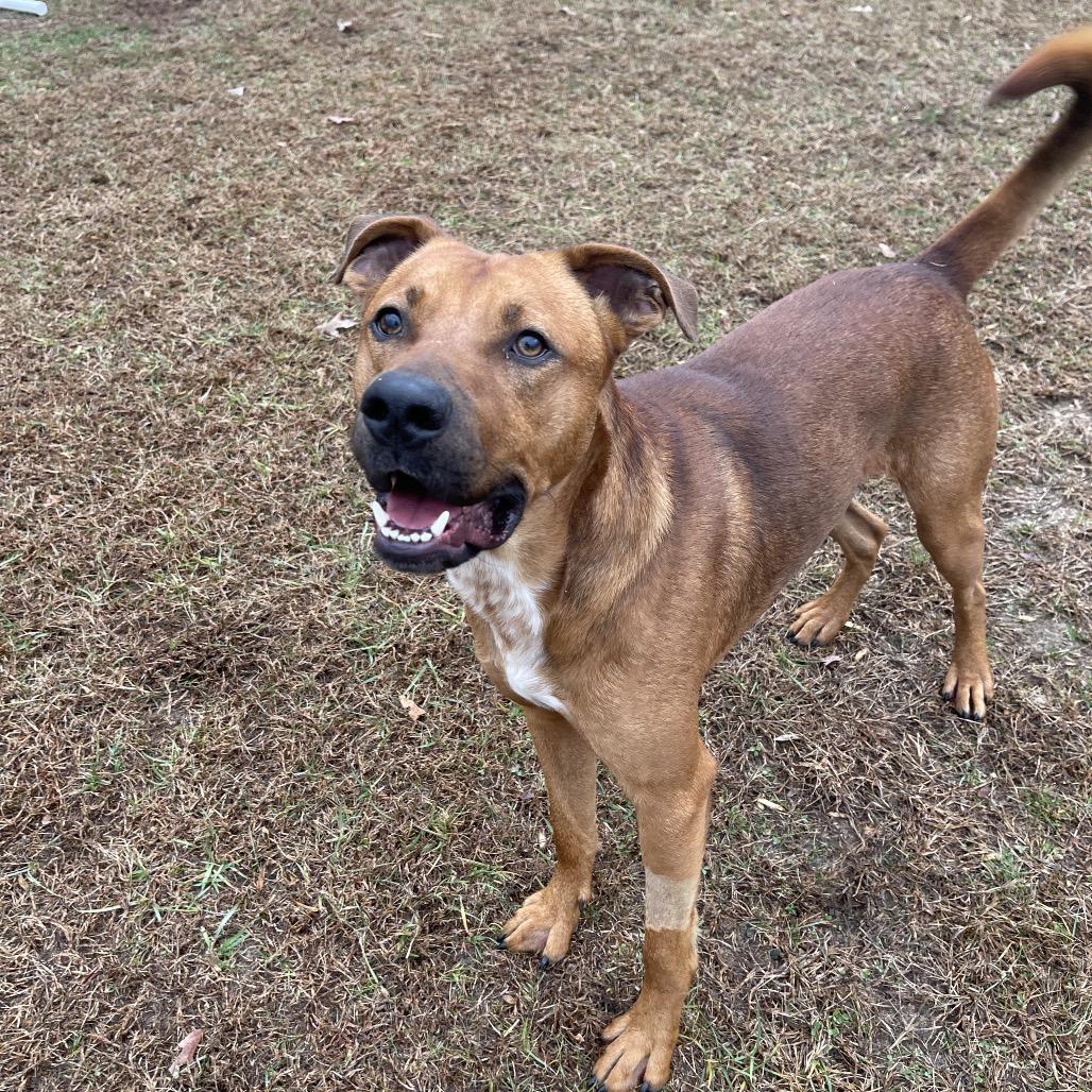 Enlarge Chance, a Adoptable Mixed Breed in Blairsville, GA image 6/6