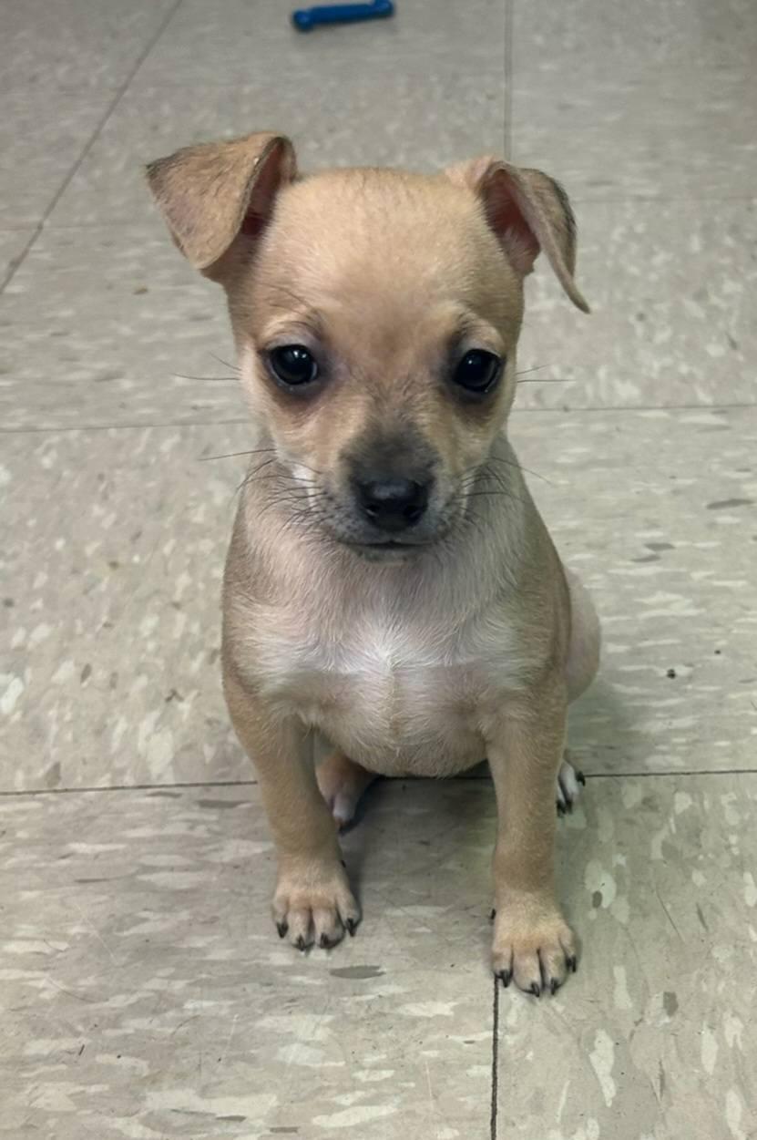 Enlarge Emma, a Adoptable mixed breed in Wichita, KS image 1/1