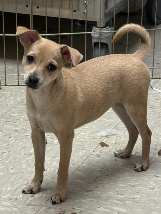 Emma, Adoptable, Young Female Miniature Pinscher & Chihuahua.