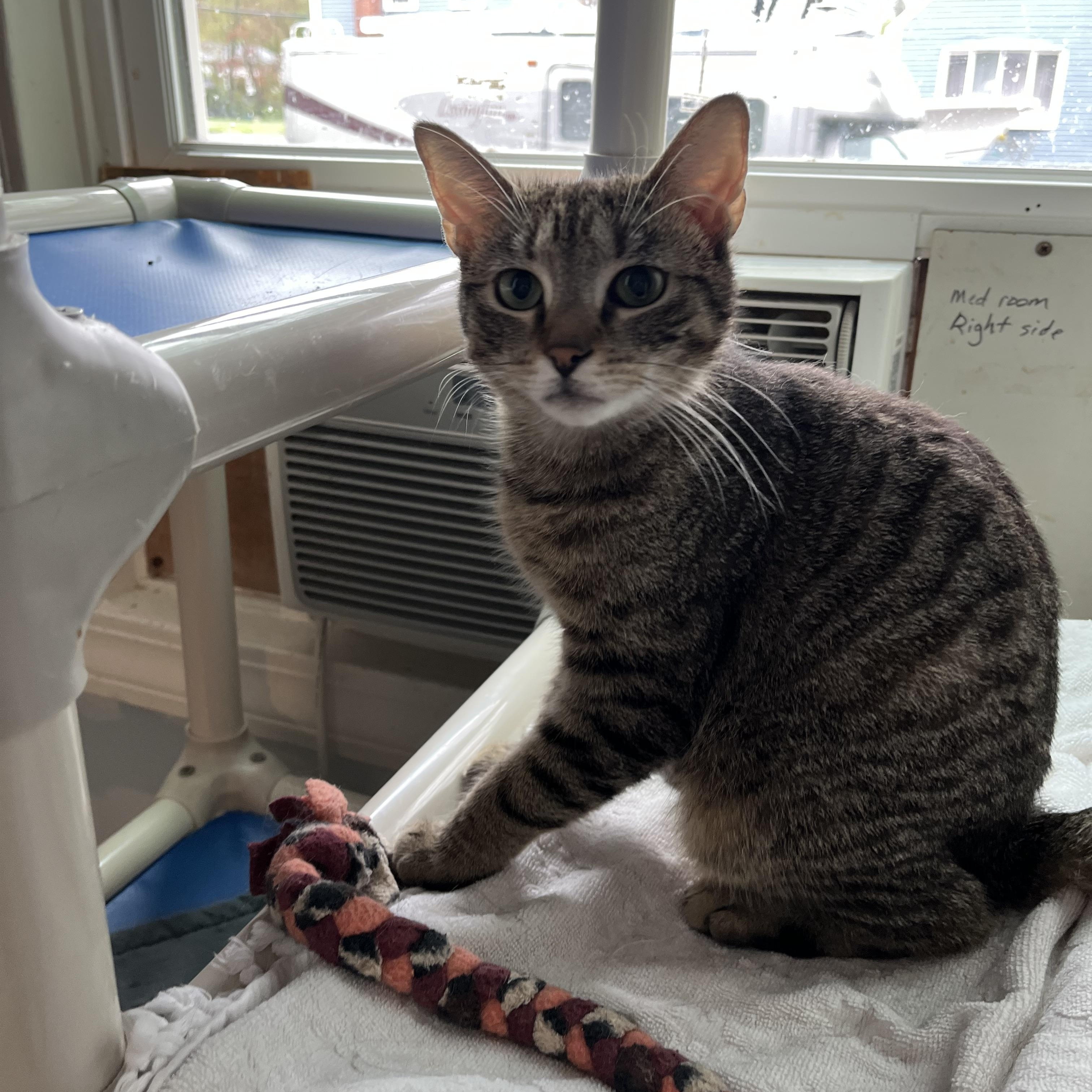 Enlarge MIT, a ADOPTABLE Domestic Short Hair in Salisbury, MA image 5/6