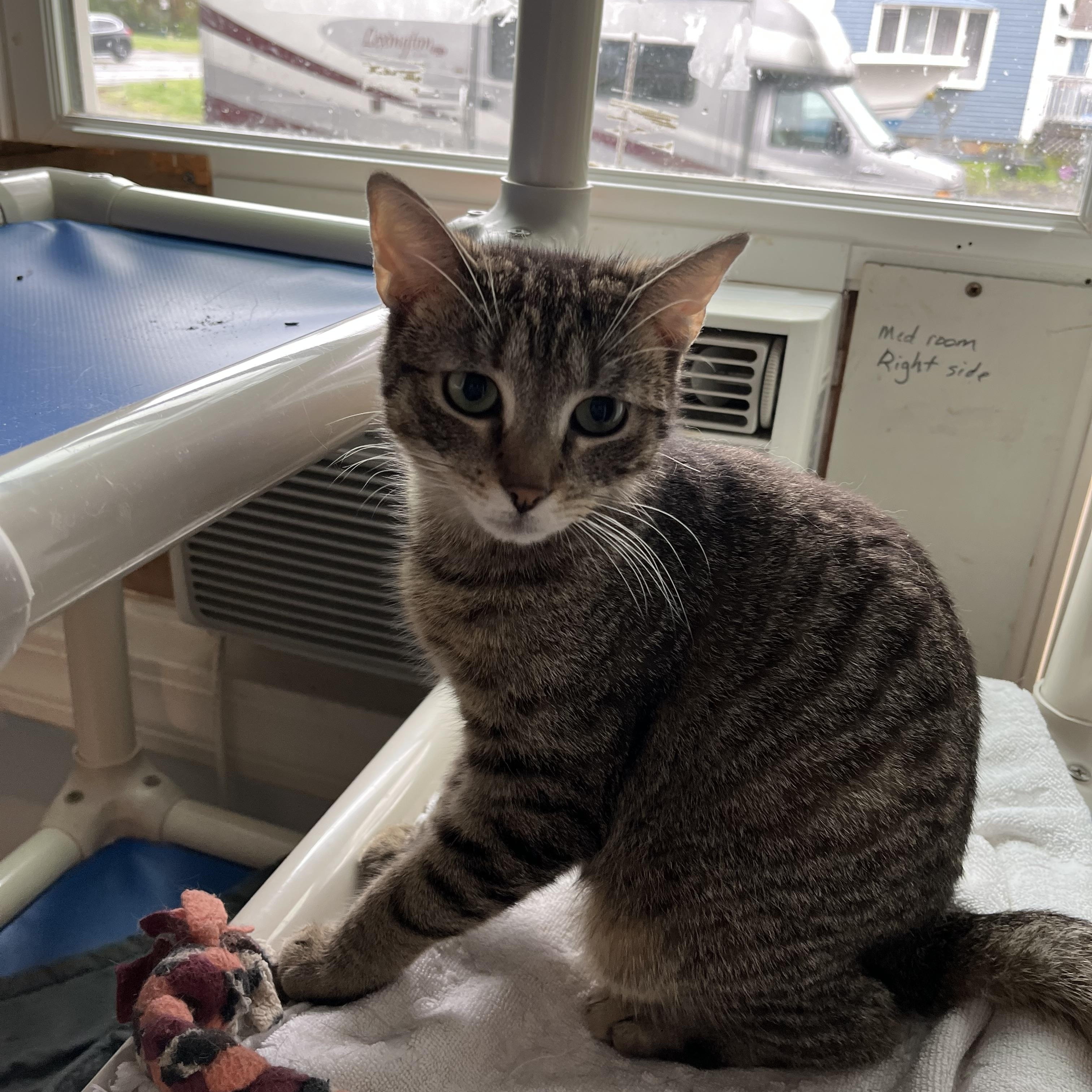 Enlarge MIT, a ADOPTABLE Domestic Short Hair in Salisbury, MA image 6/6