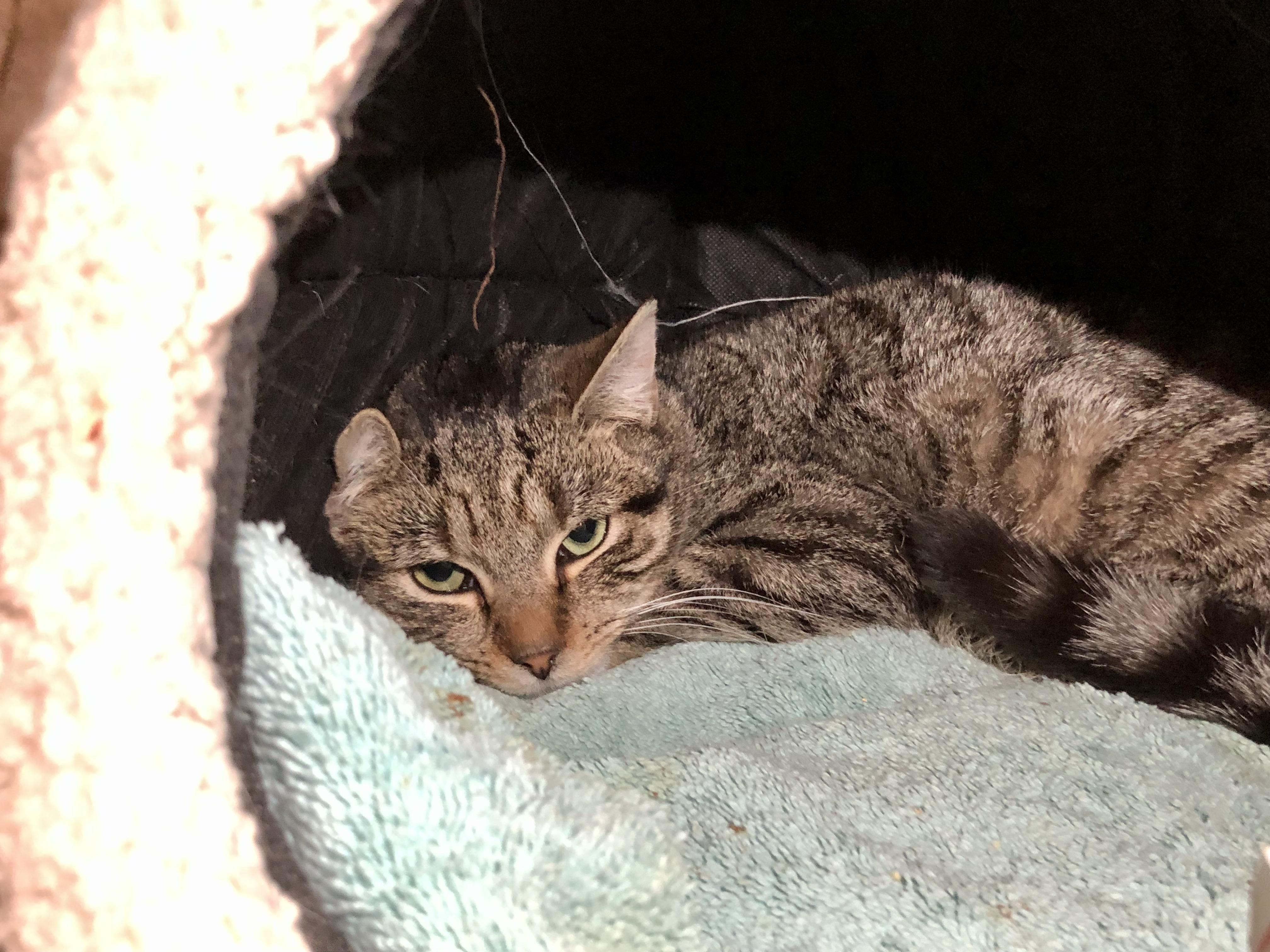 Enlarge MIT, a ADOPTABLE Domestic Short Hair in Salisbury, MA image 2/3