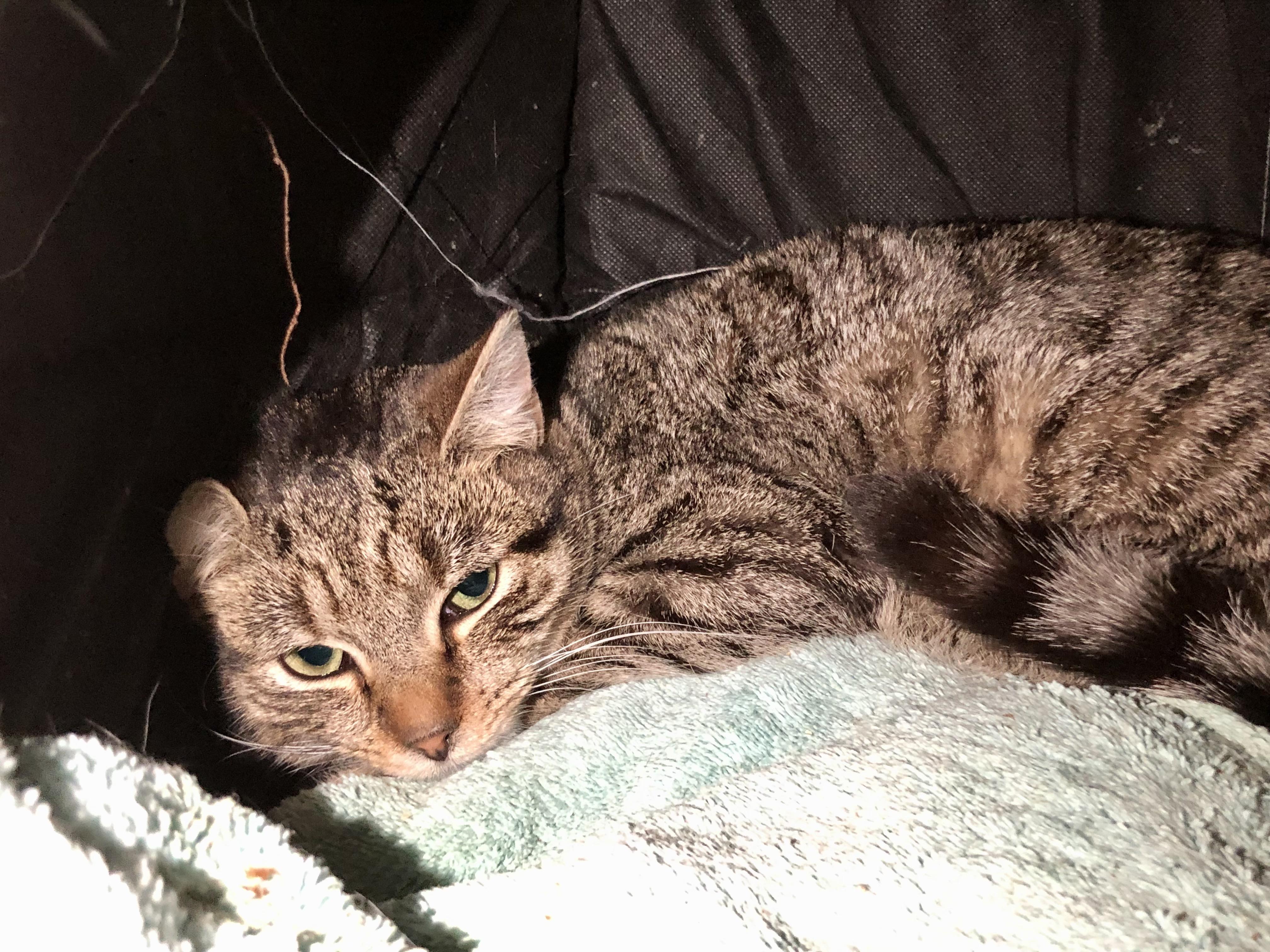 Enlarge MIT, a ADOPTABLE Domestic Short Hair in Salisbury, MA image 1/3