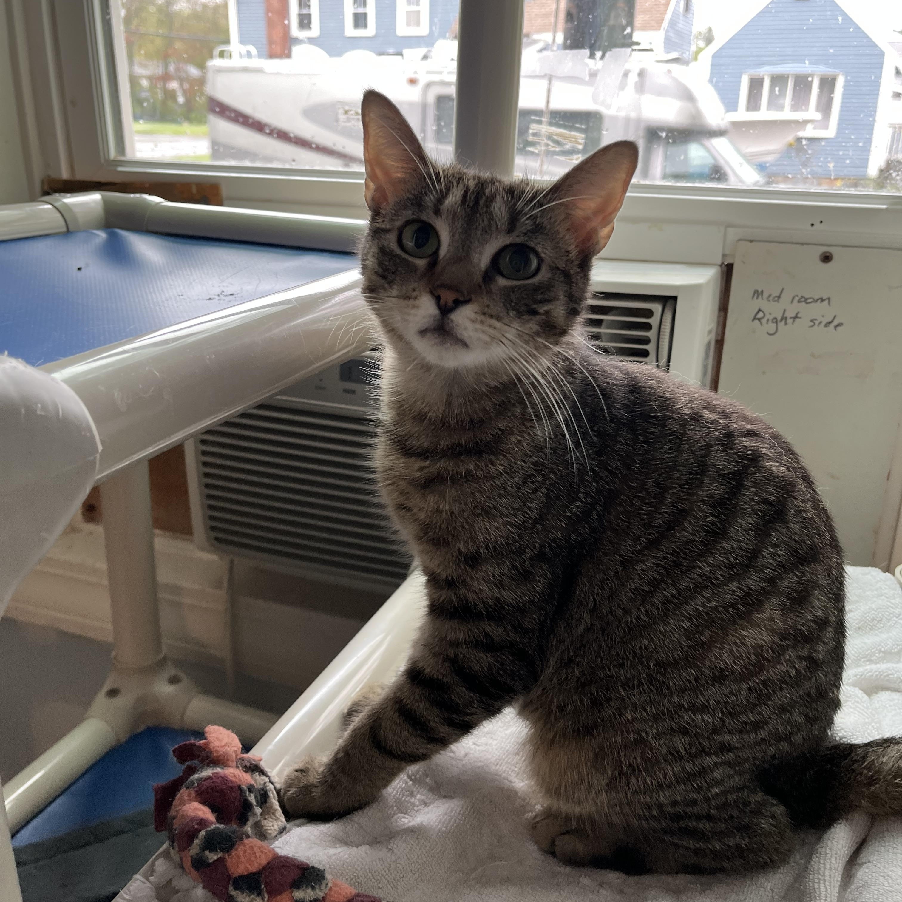 Enlarge MIT, a ADOPTABLE Domestic Short Hair in Salisbury, MA image 4/6