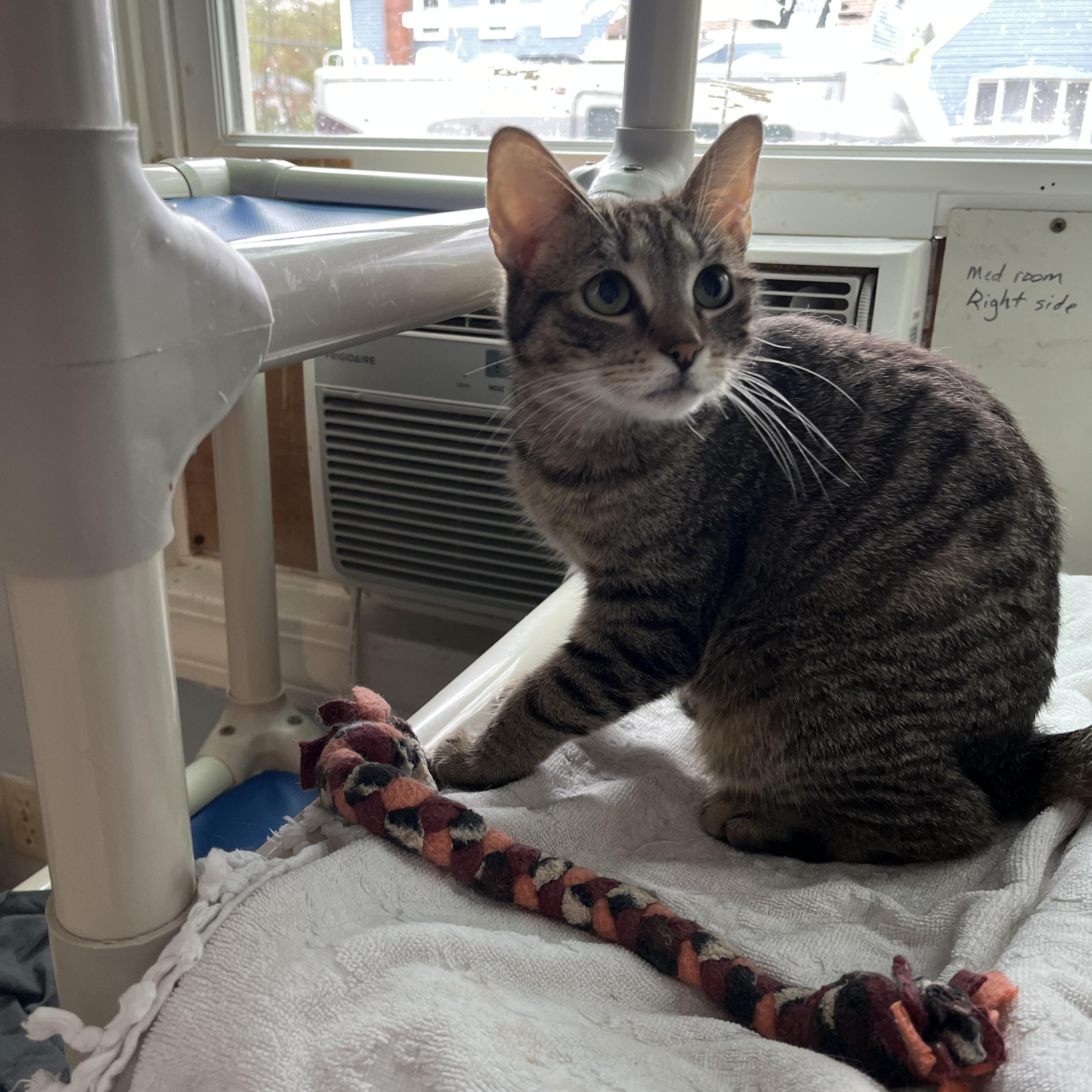 MIT, ADOPTABLE, Adult Female Domestic Short Hair.