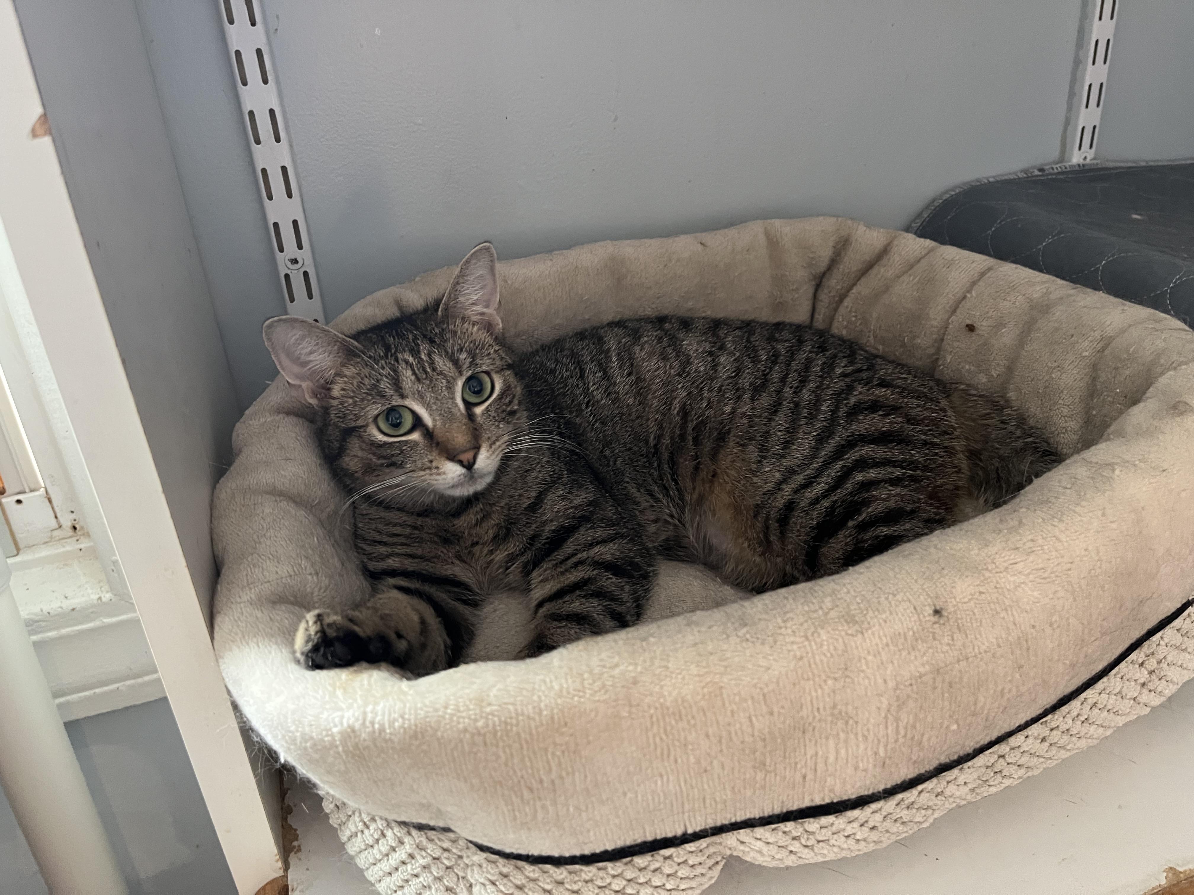 Enlarge MIT, a ADOPTABLE Domestic Short Hair in Salisbury, MA image 2/6