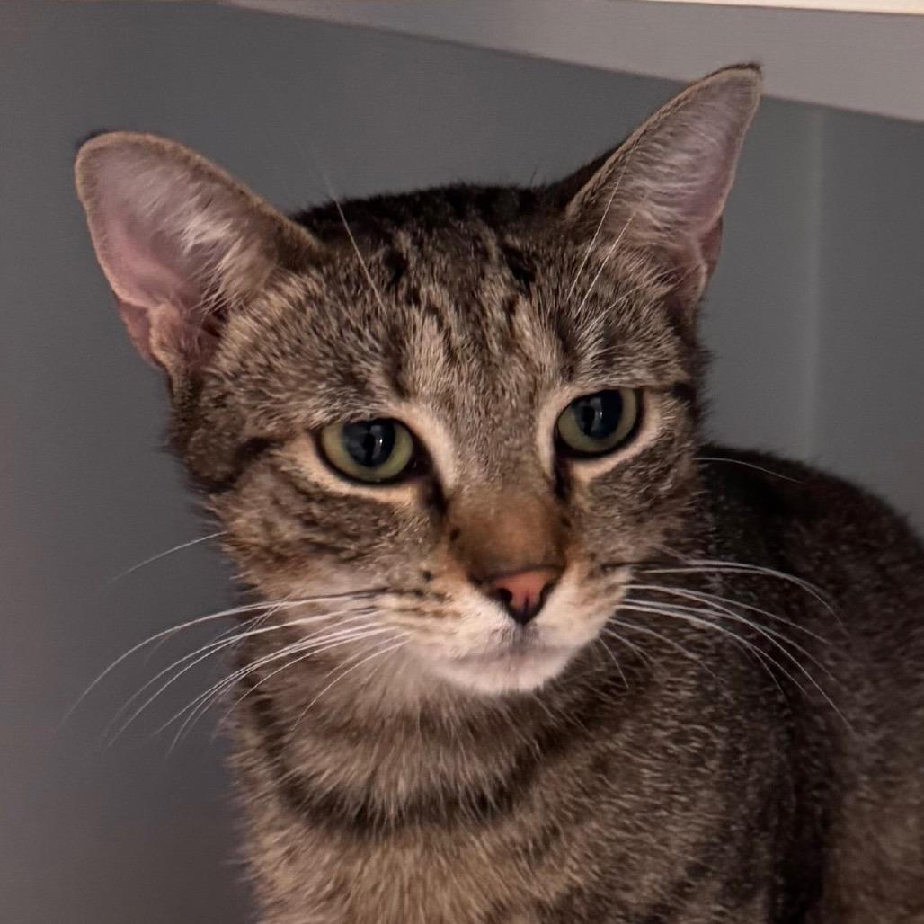 MIT, ADOPTABLE, Adult Female Domestic Short Hair.